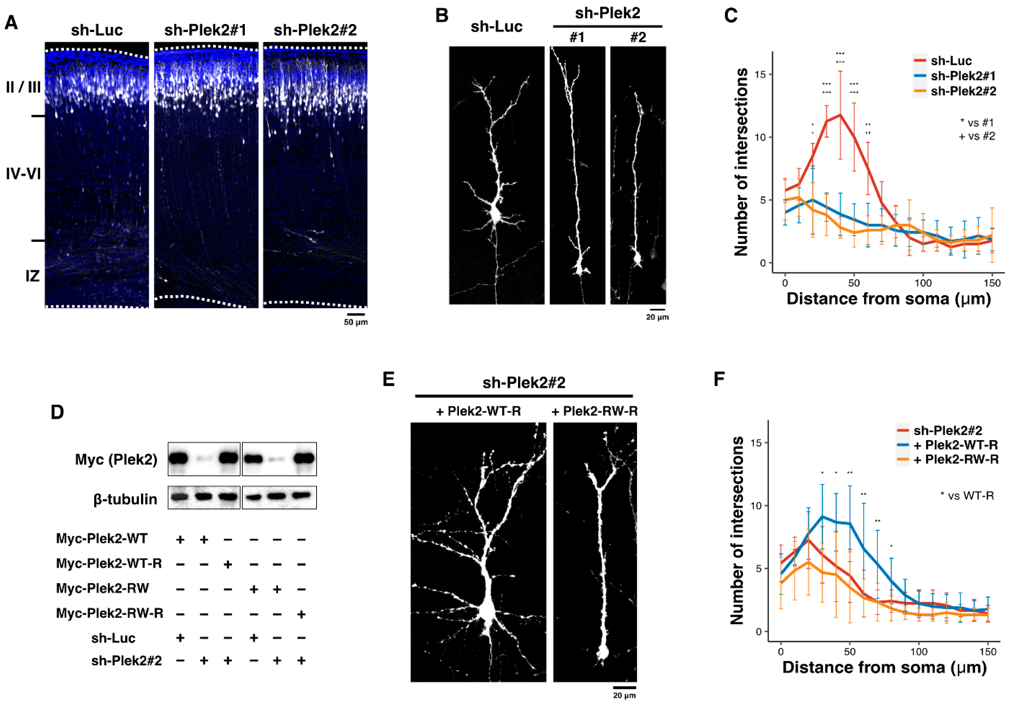 Cells 11 00696 g002 550