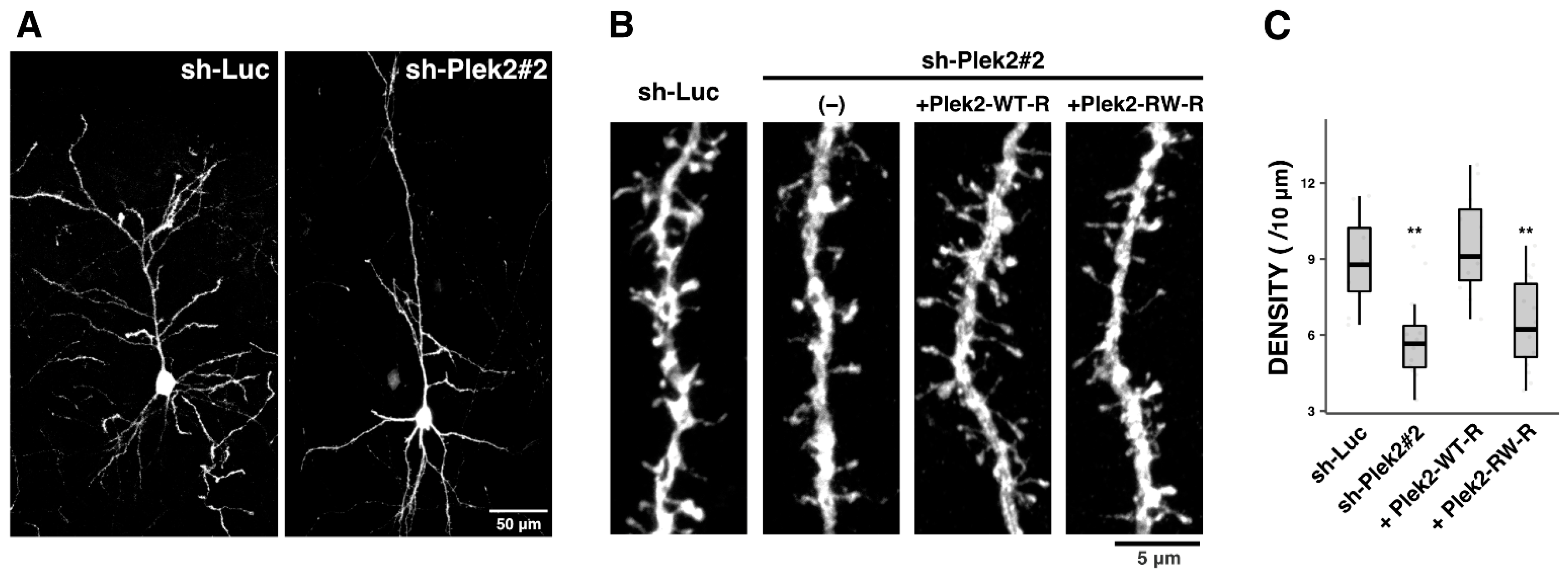 Cells 11 00696 g004 550