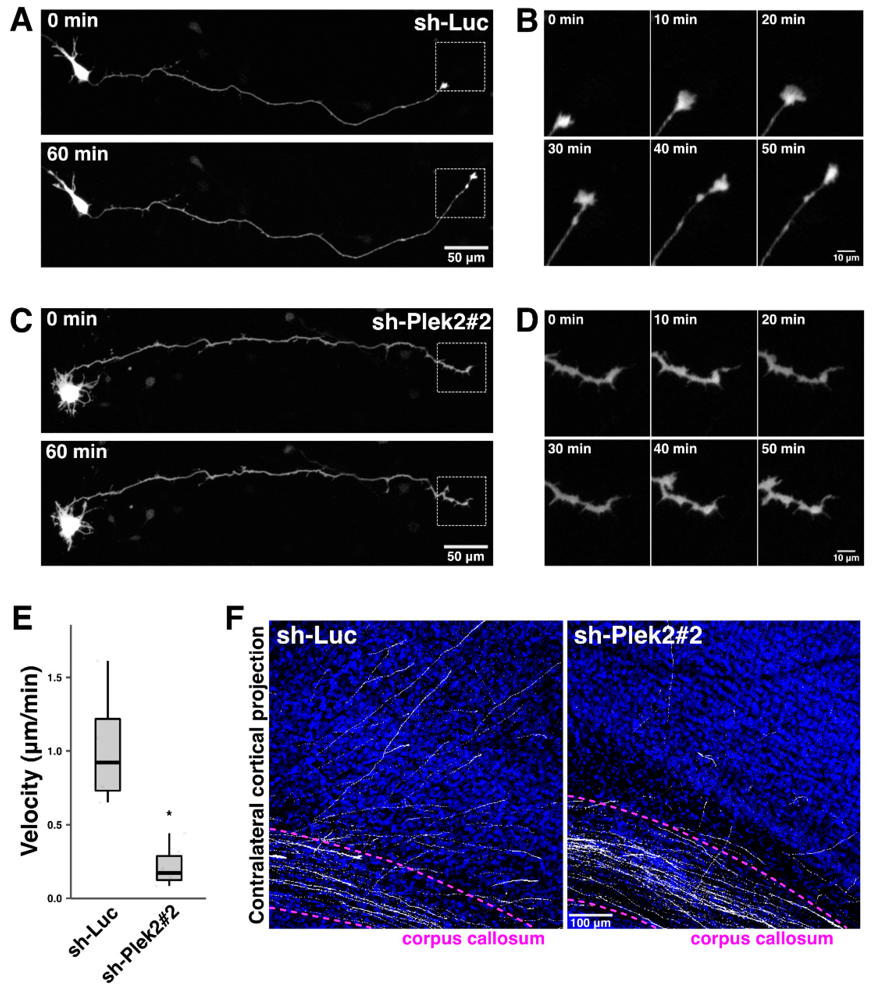 Cells 11 00696 g005 550