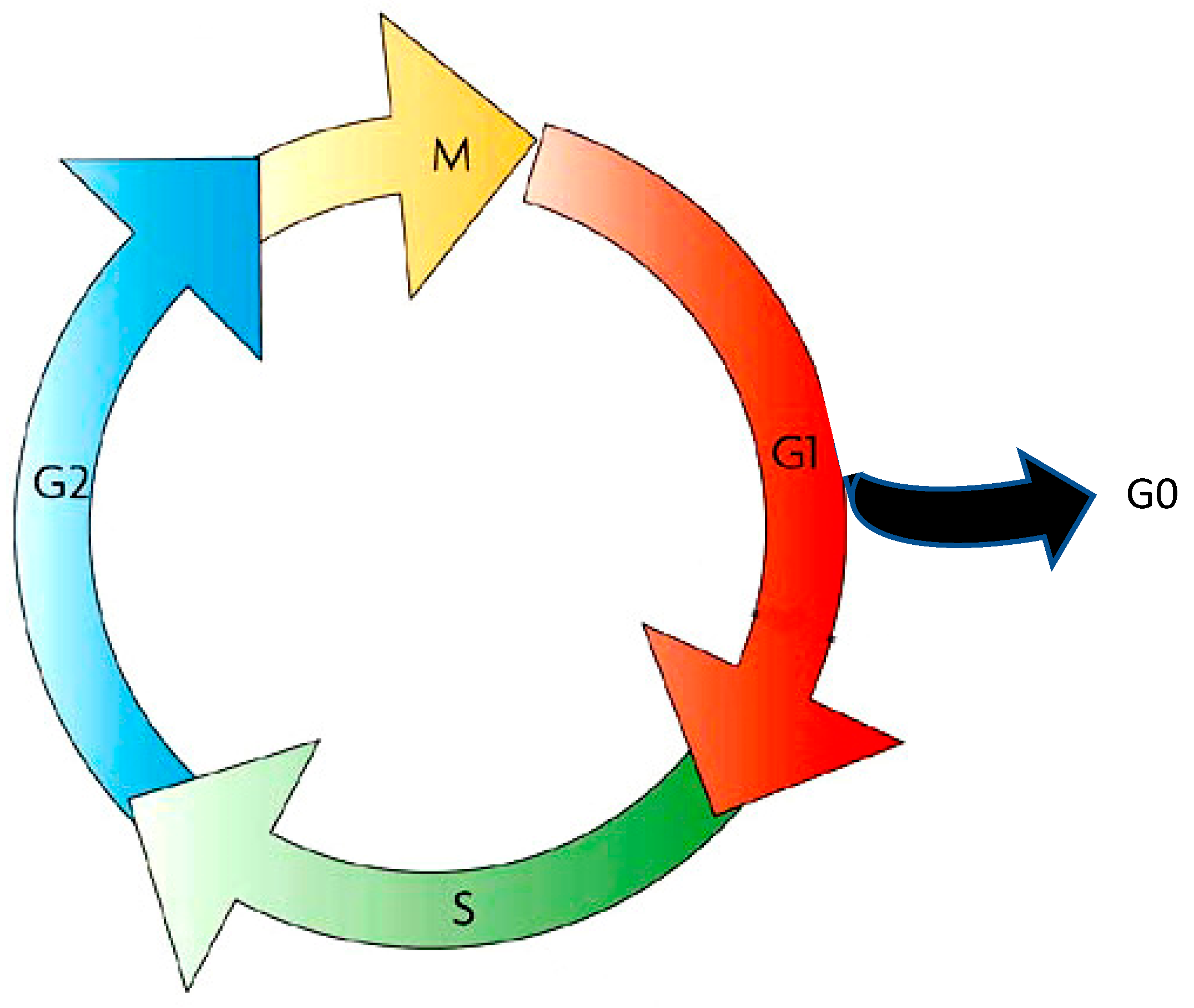 A Journey through Time on the Discovery of Cell Cycle Regulation Biology Diagrams
