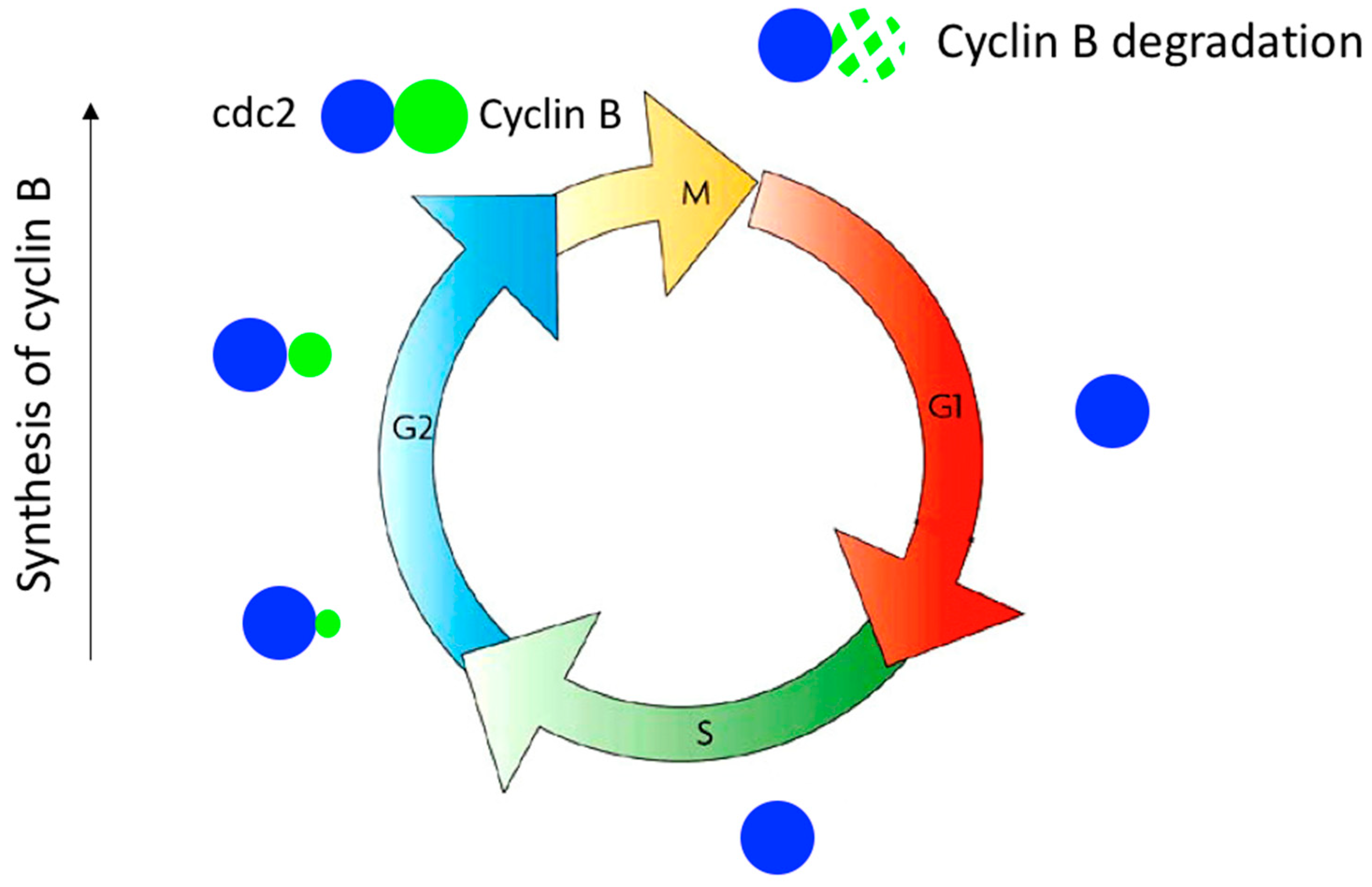A Journey through Time on the Discovery of Cell Cycle Regulation Biology Diagrams