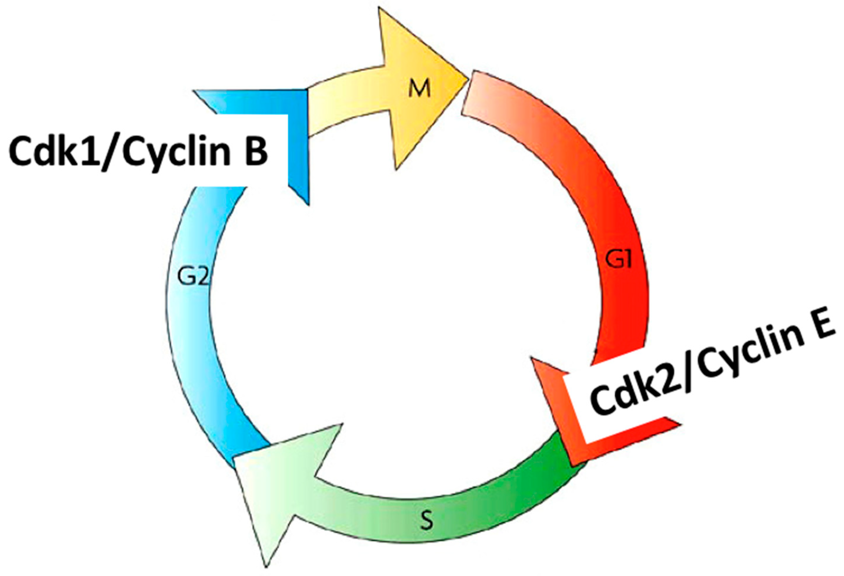 A Journey through Time on the Discovery of Cell Cycle Regulation Biology Diagrams