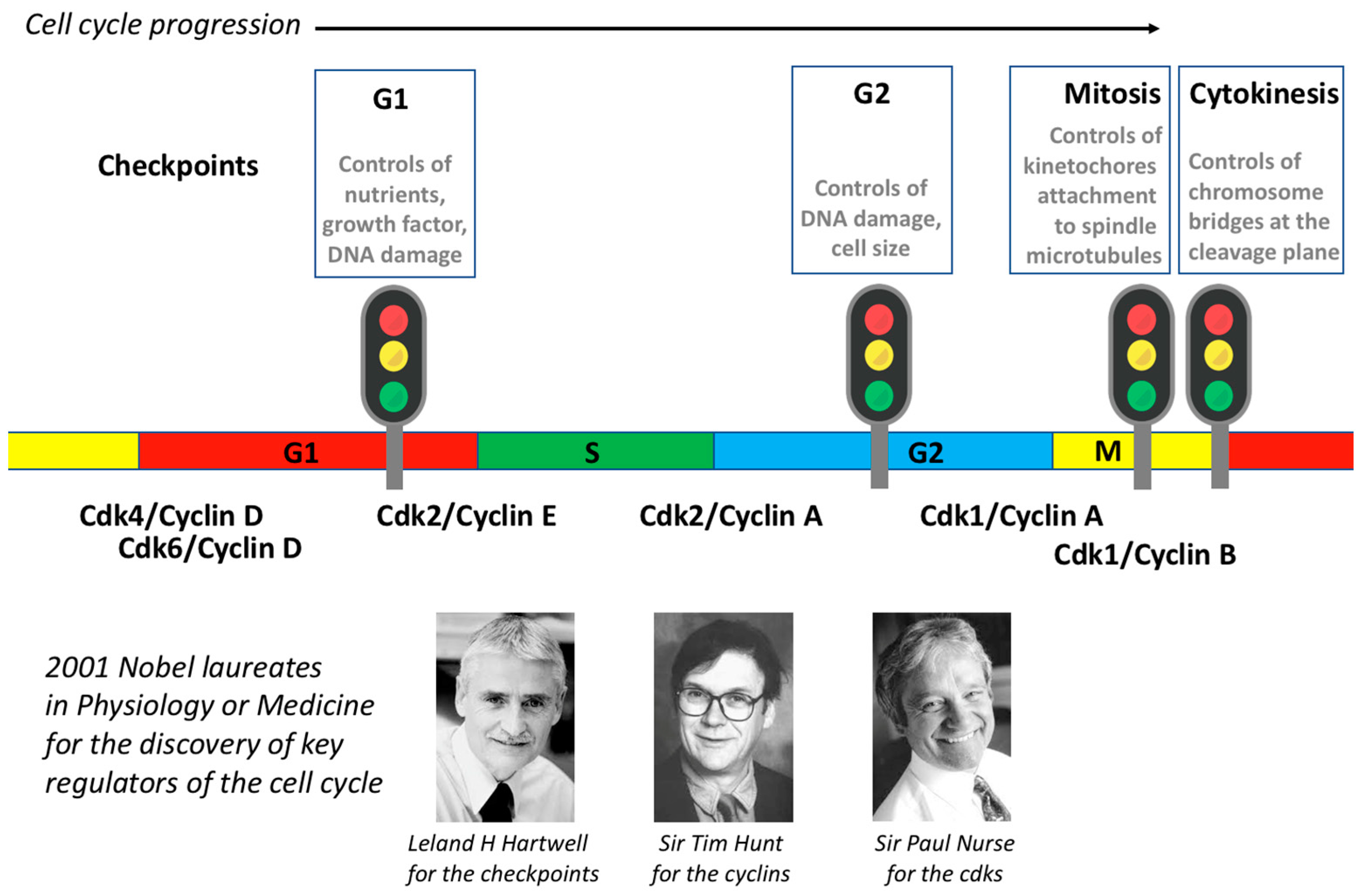 A Journey through Time on the Discovery of Cell Cycle Regulation Biology Diagrams