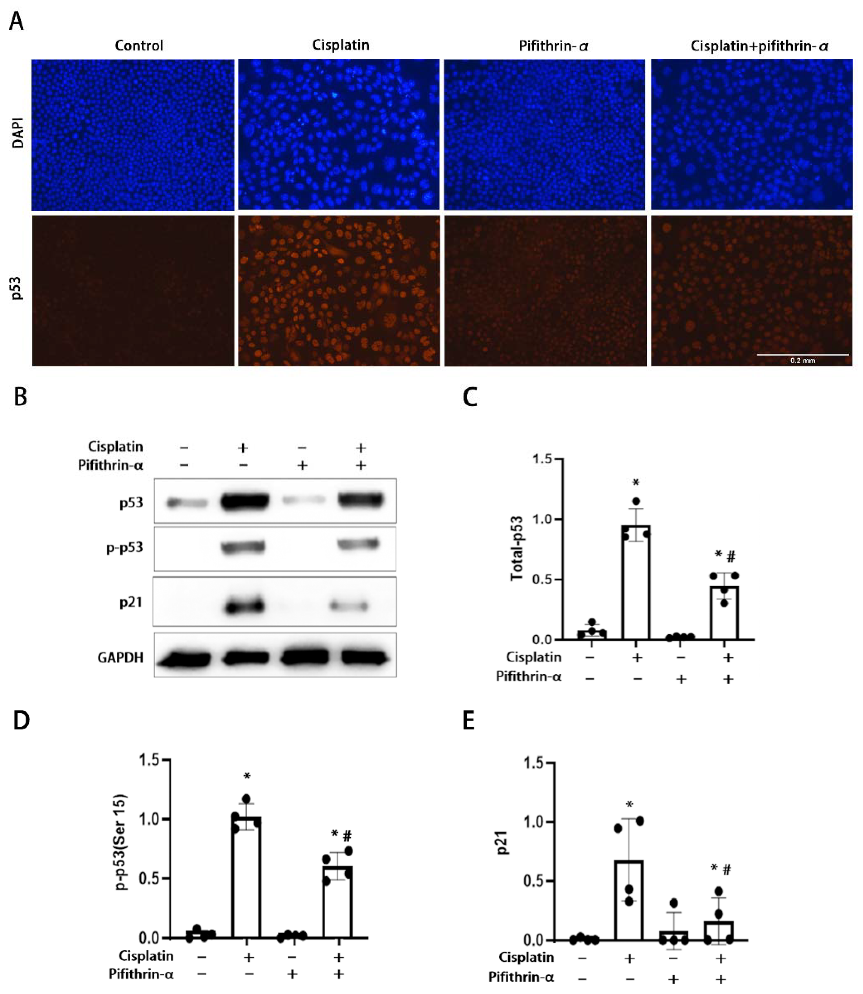 Cells 11 00712 g001 550