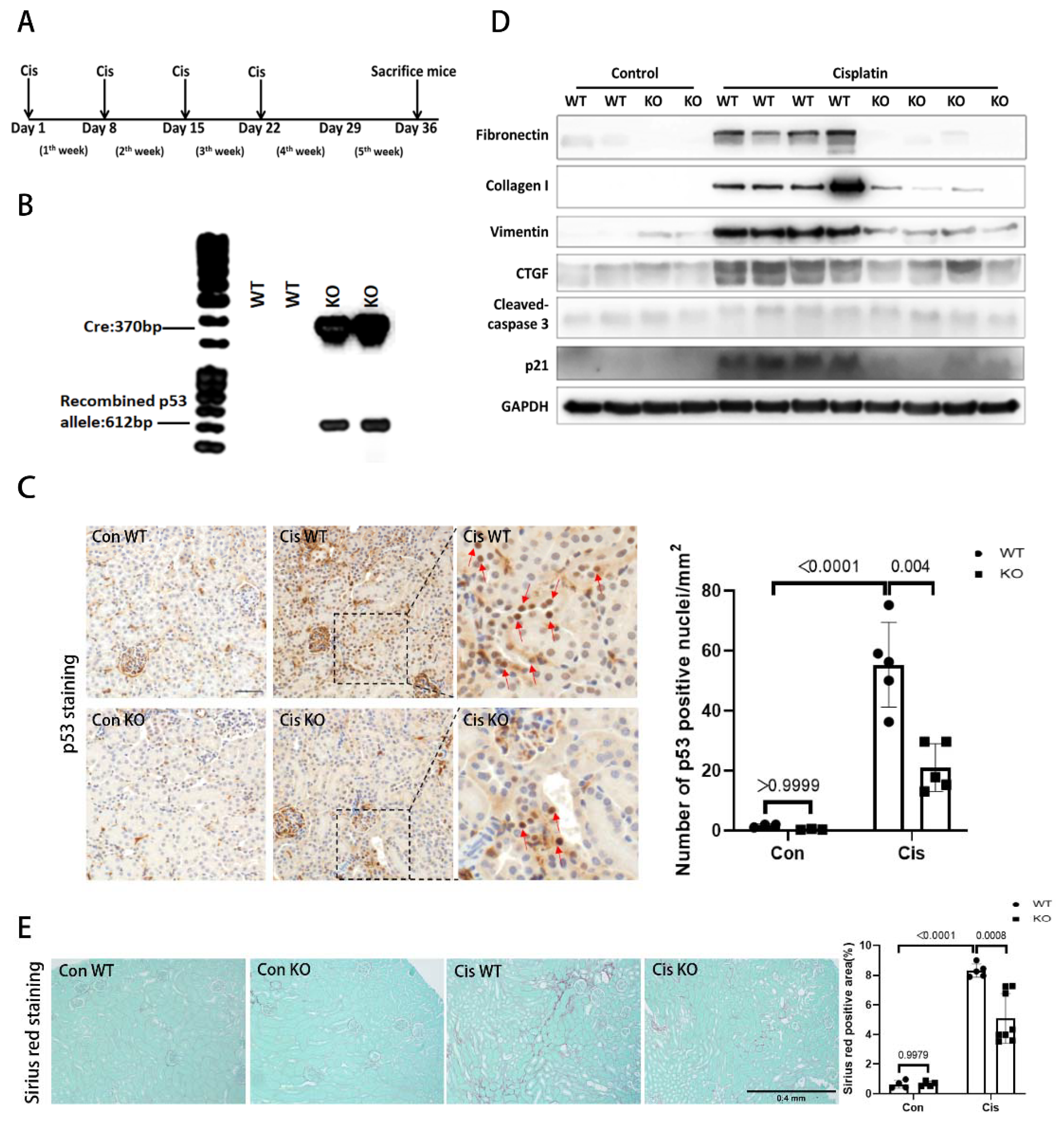 Cells 11 00712 g004 550