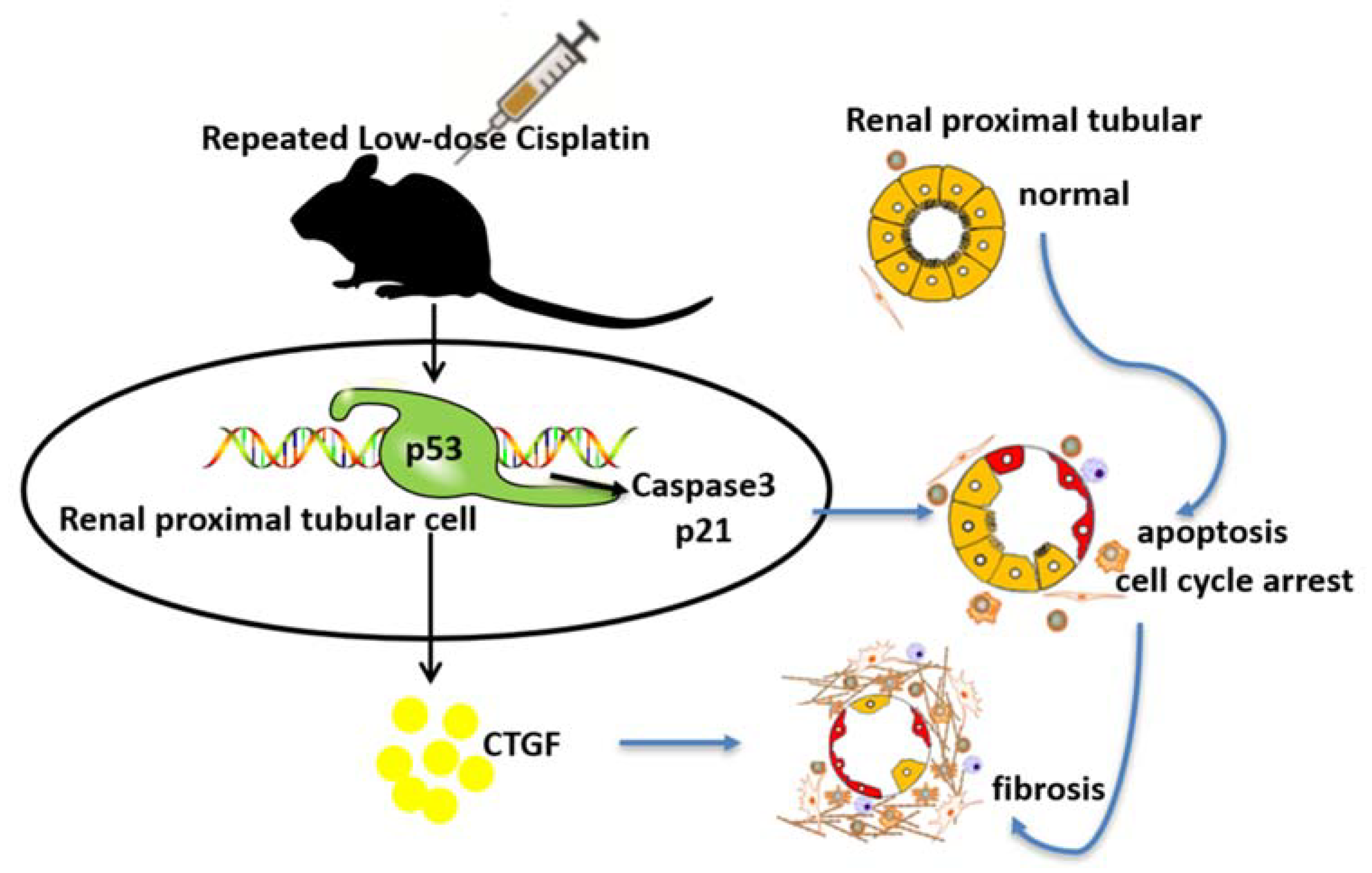 Cells 11 00712 g007 550