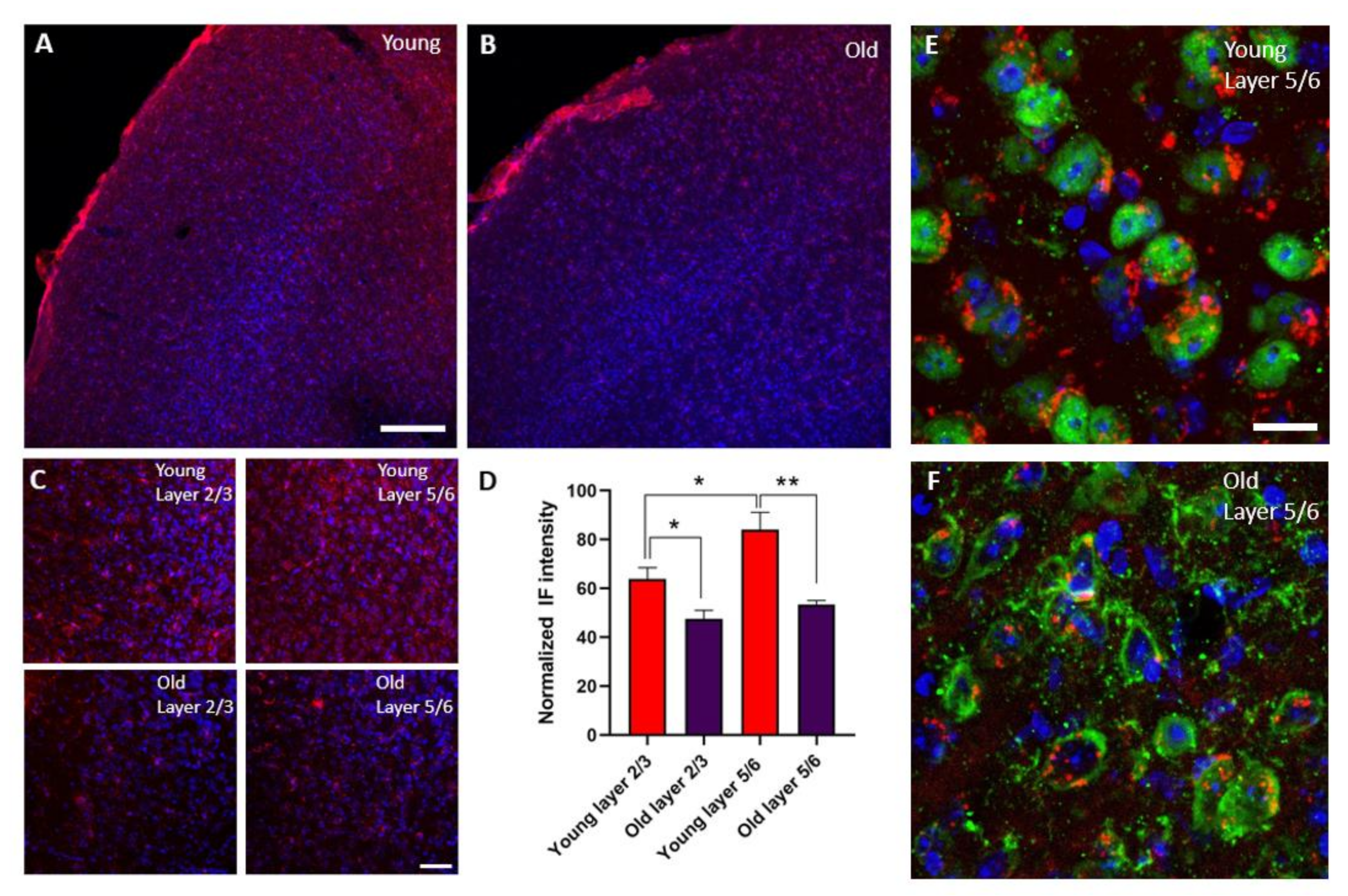 Cells 11 00717 g004 Cells 11 00717 g004