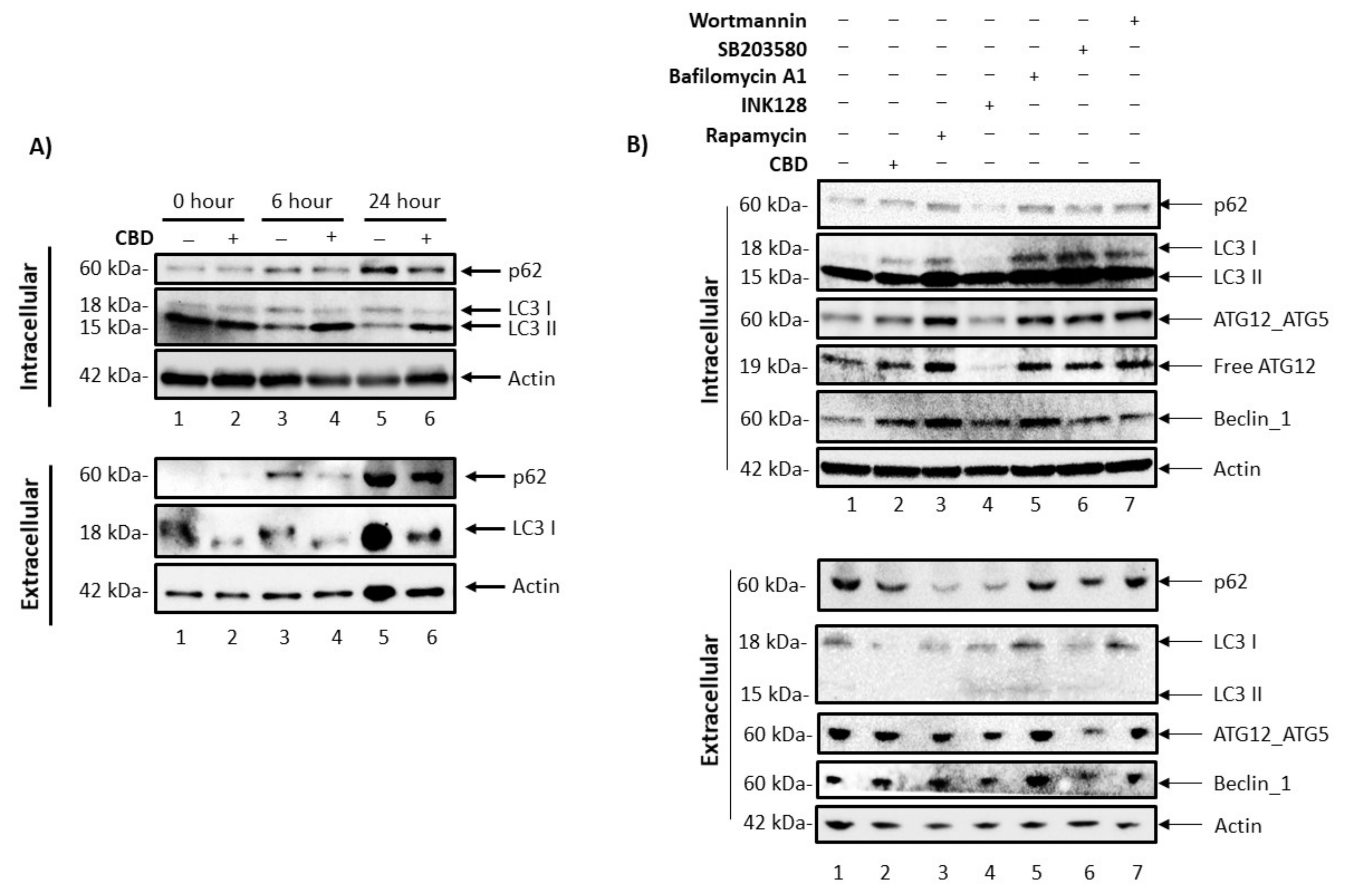 Cells 11 00723 g005