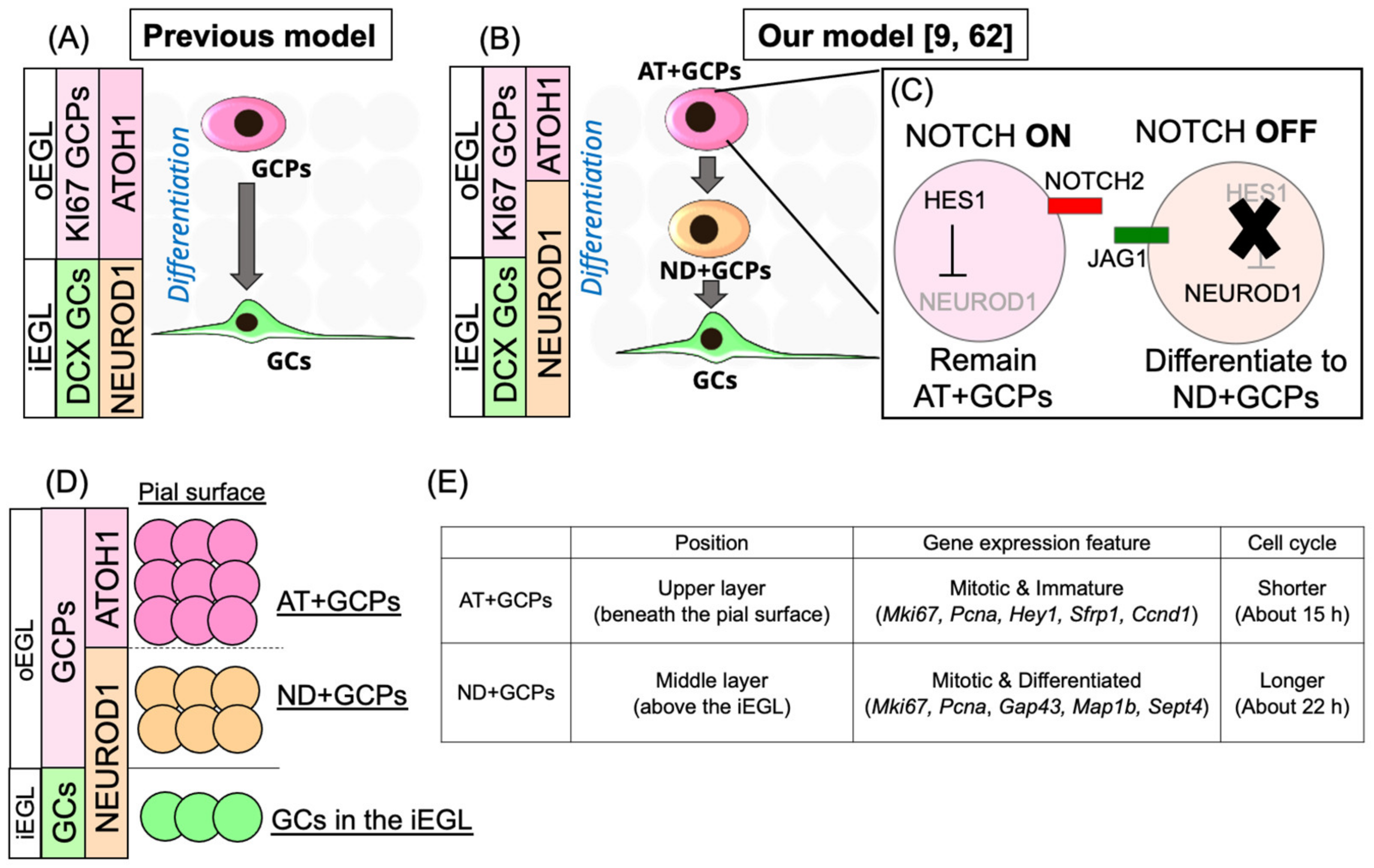 Cells 11 00726 g003 550