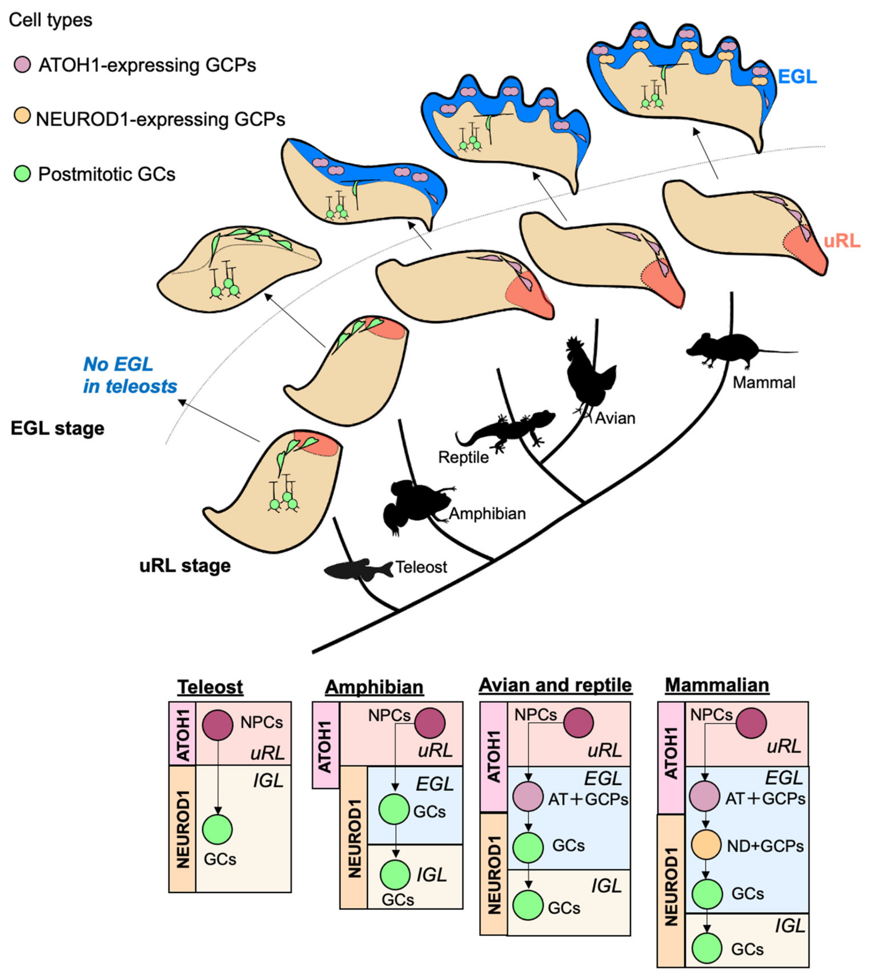 Cells 11 00726 g004 550