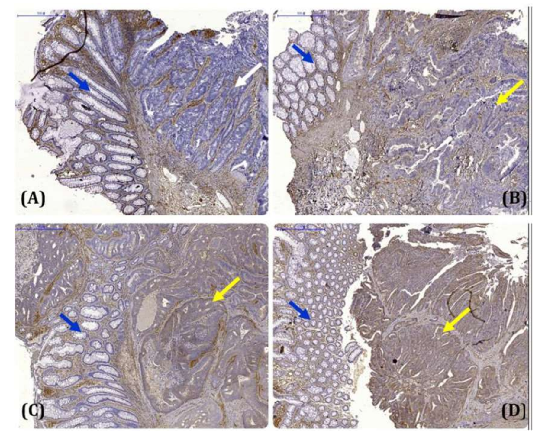 Cells 11 00727 g001 Cells 11 00727 g001