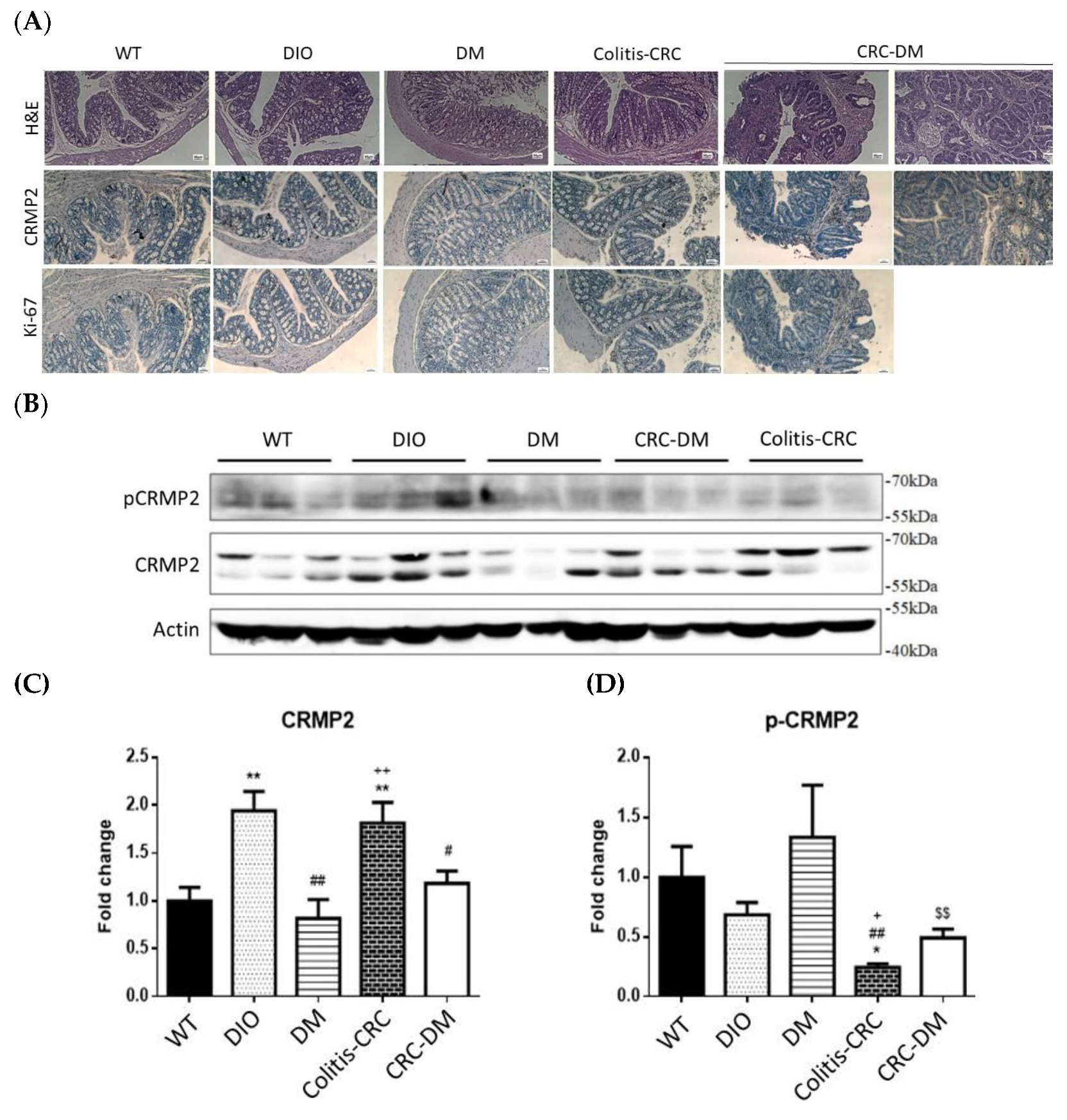 Cells 11 00727 g006 Cells 11 00727 g006