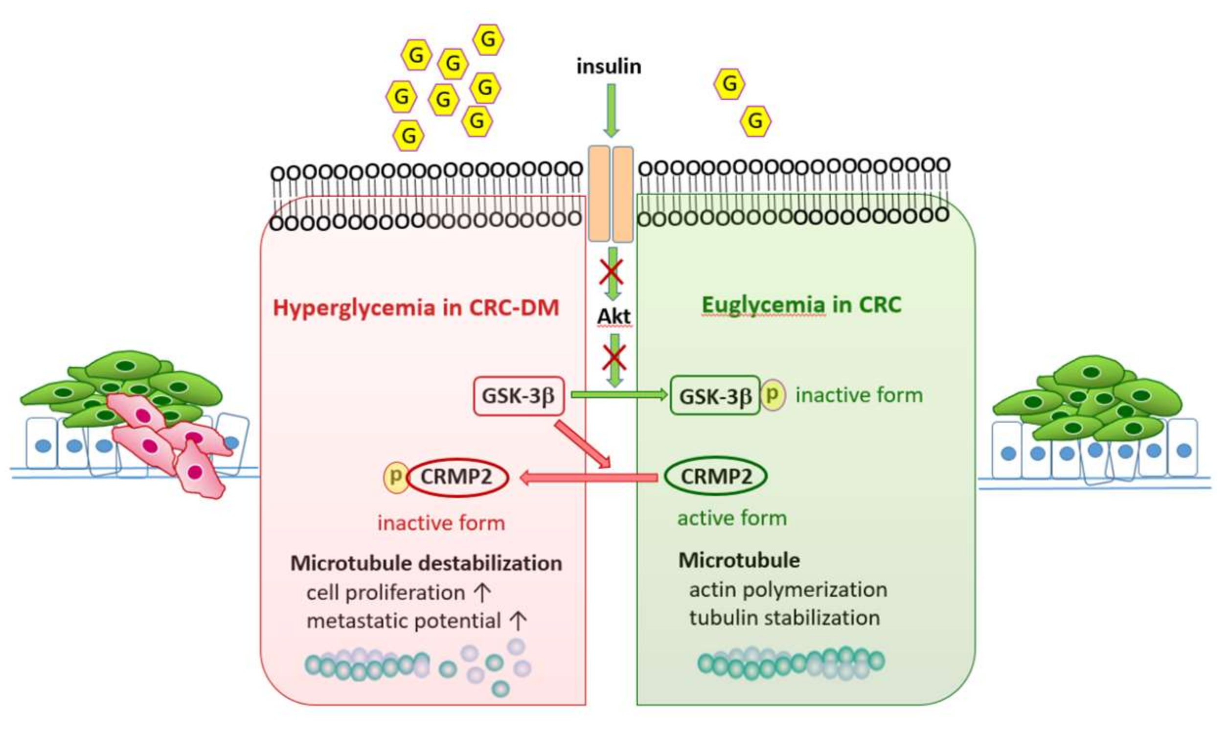 Cells 11 00727 g007 Cells 11 00727 g007