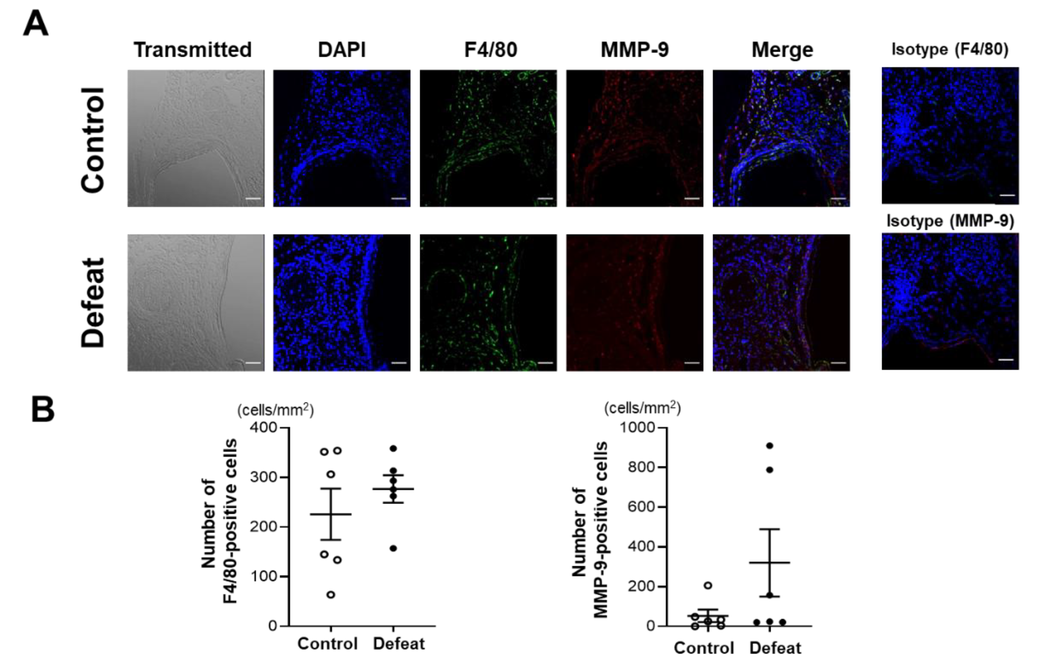 Cells 11 00732 g002a 550