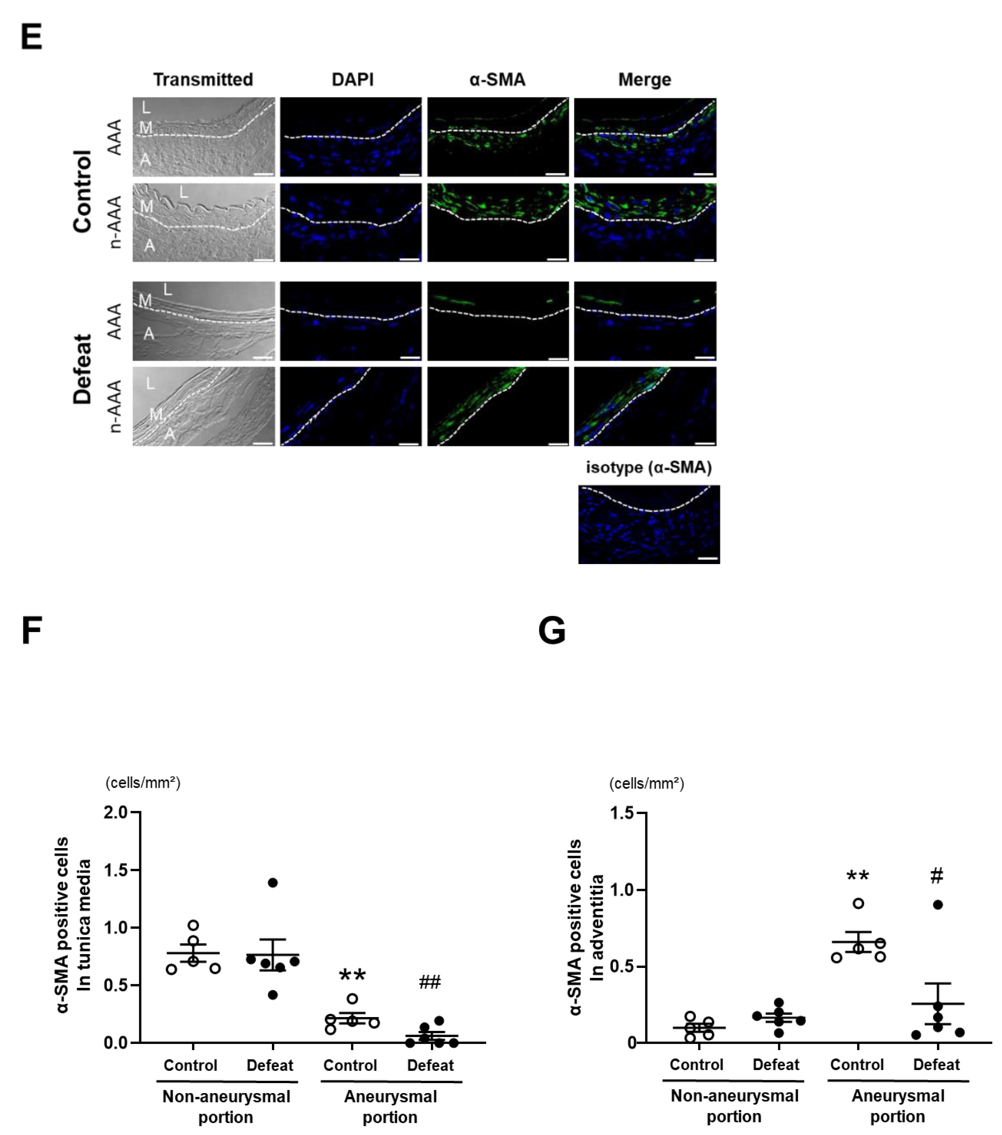 Cells 11 00732 g003b 550