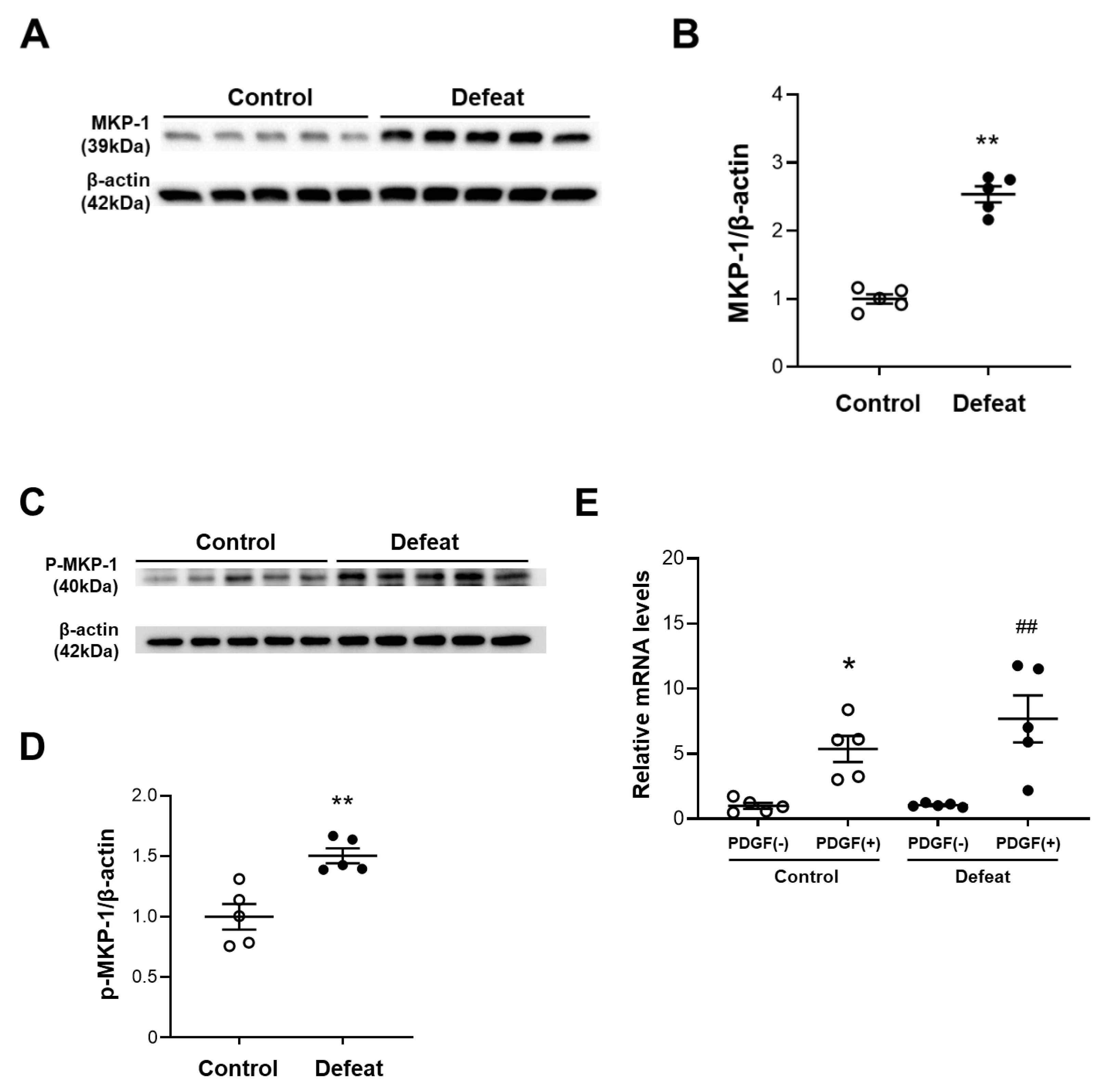 Cells 11 00732 g005a 550