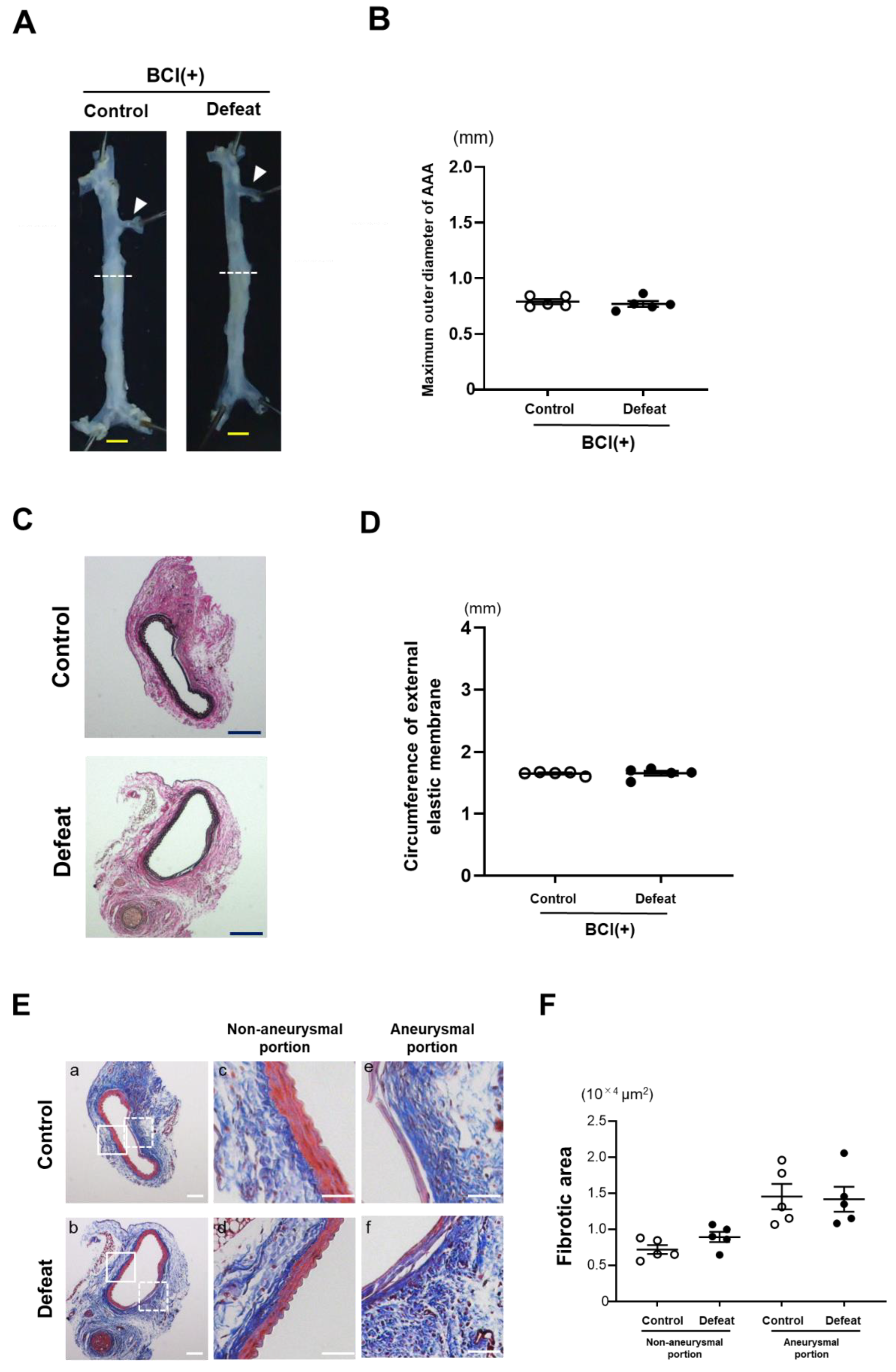 Cells 11 00732 g007 550