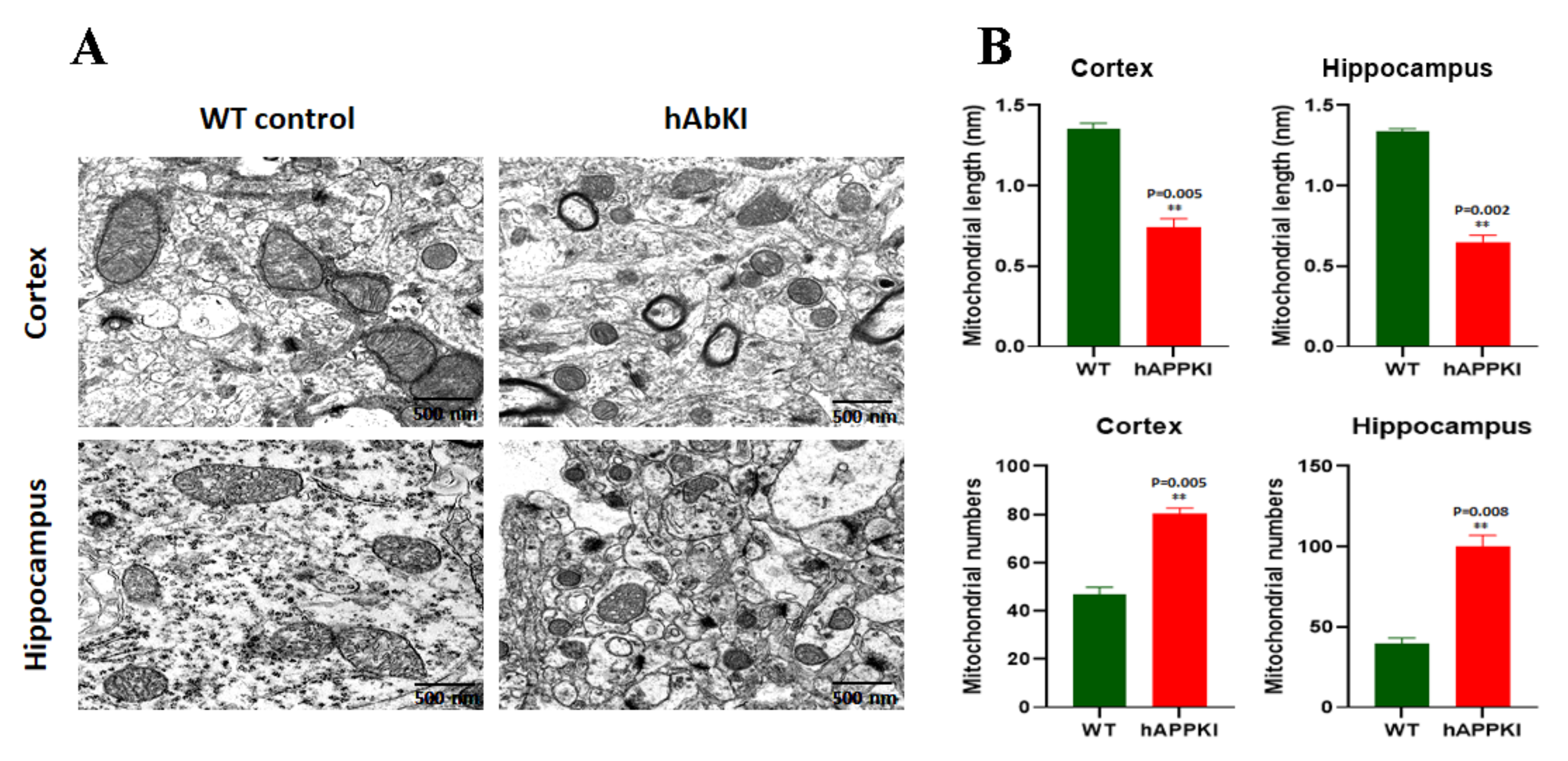 Cells 11 00733 g009 550
