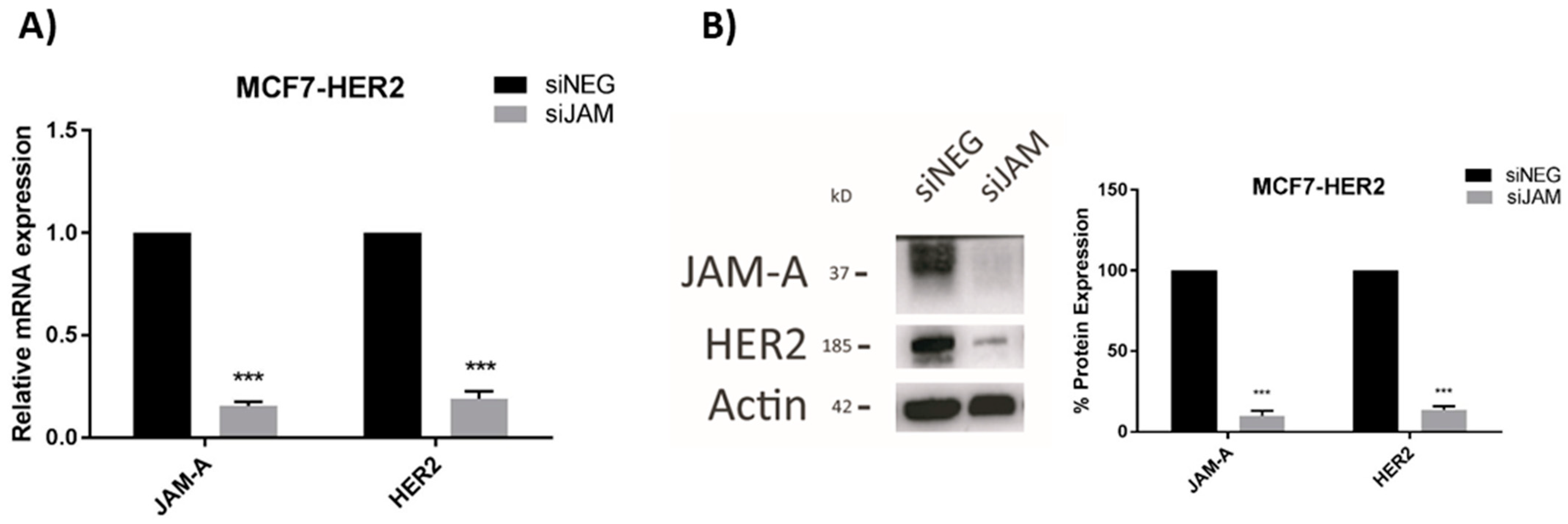 Cells 11 00735 g002a