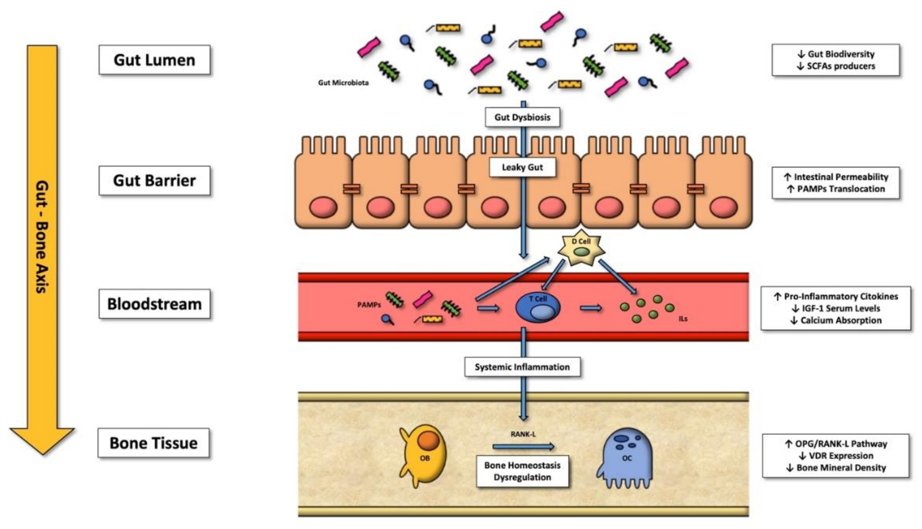 Cells 11 00743 g001