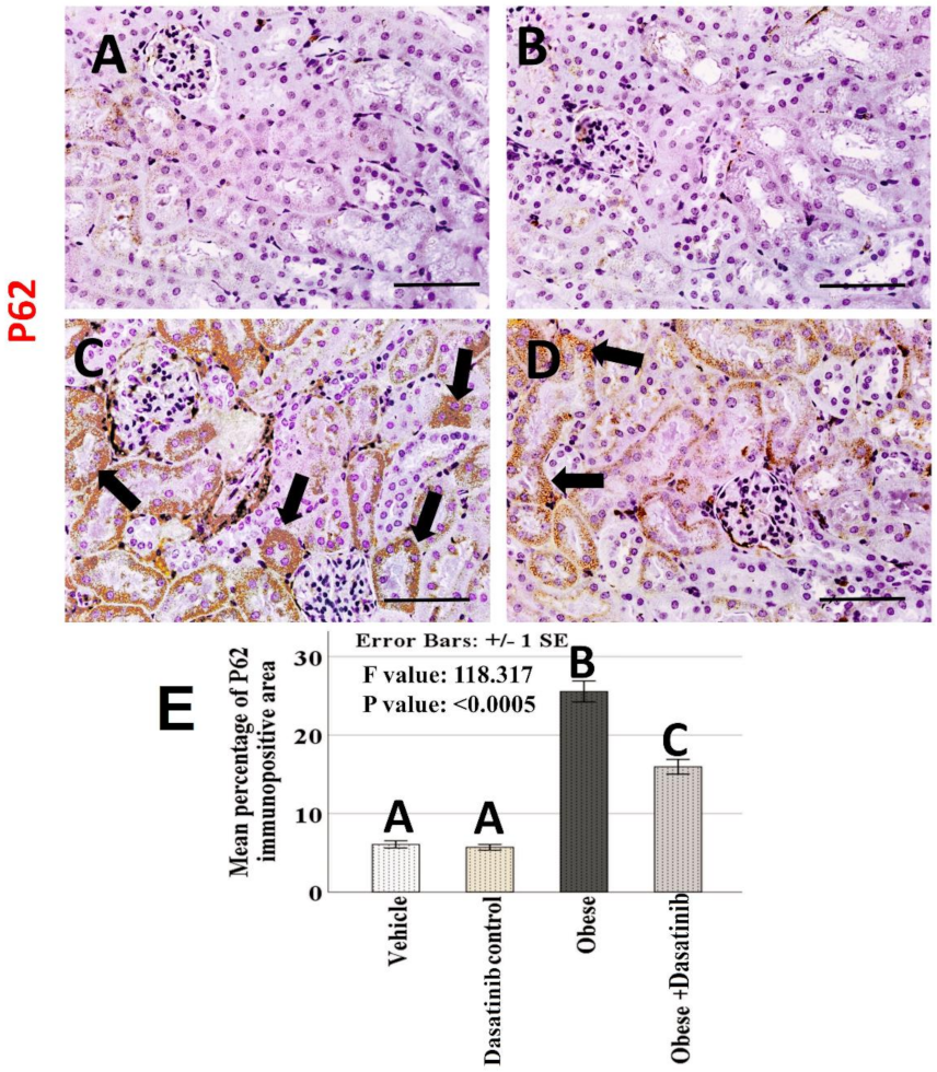Cells 11 00746 g008 550