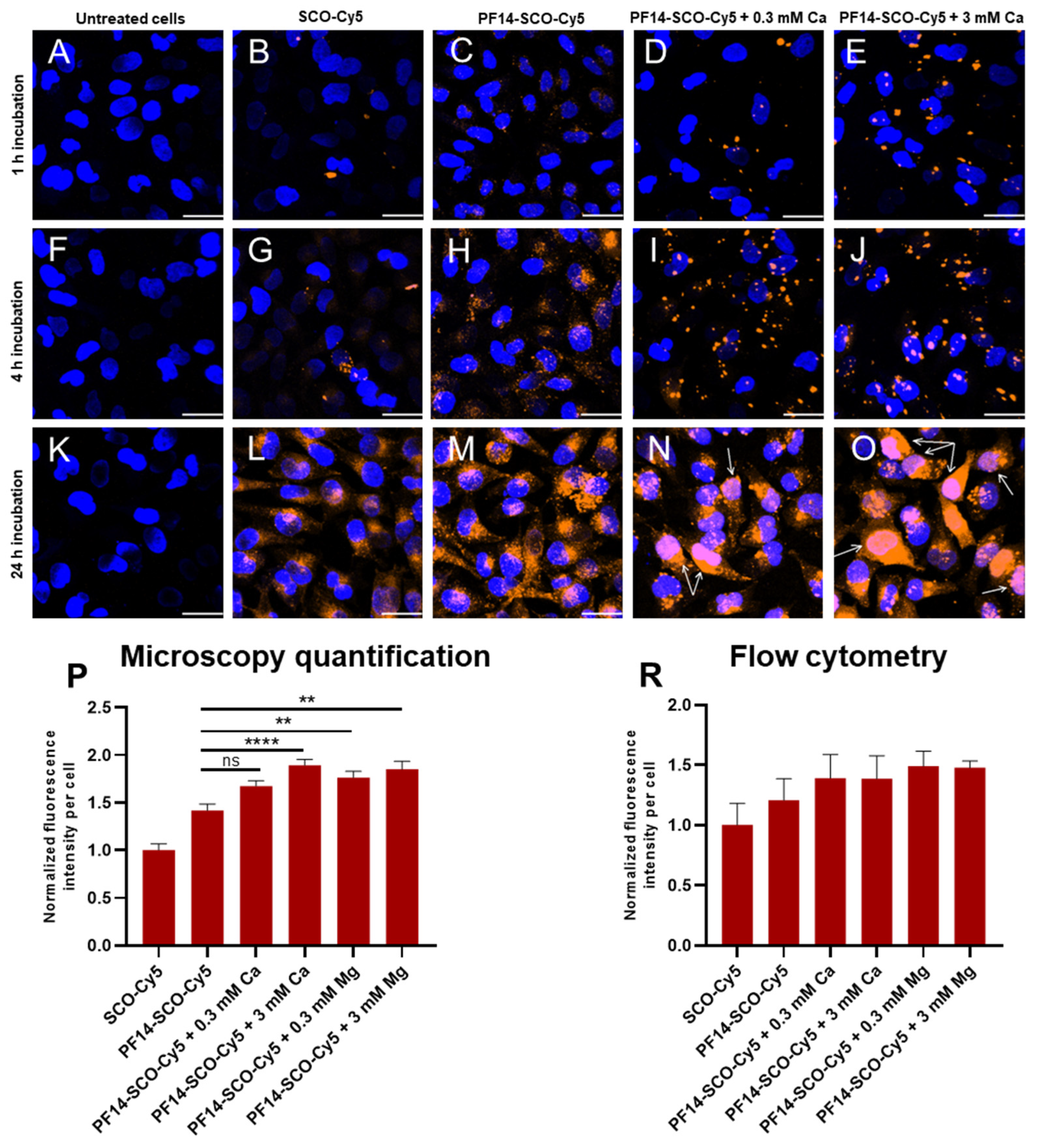 Cells 11 00756 g003 Cells 11 00756 g003