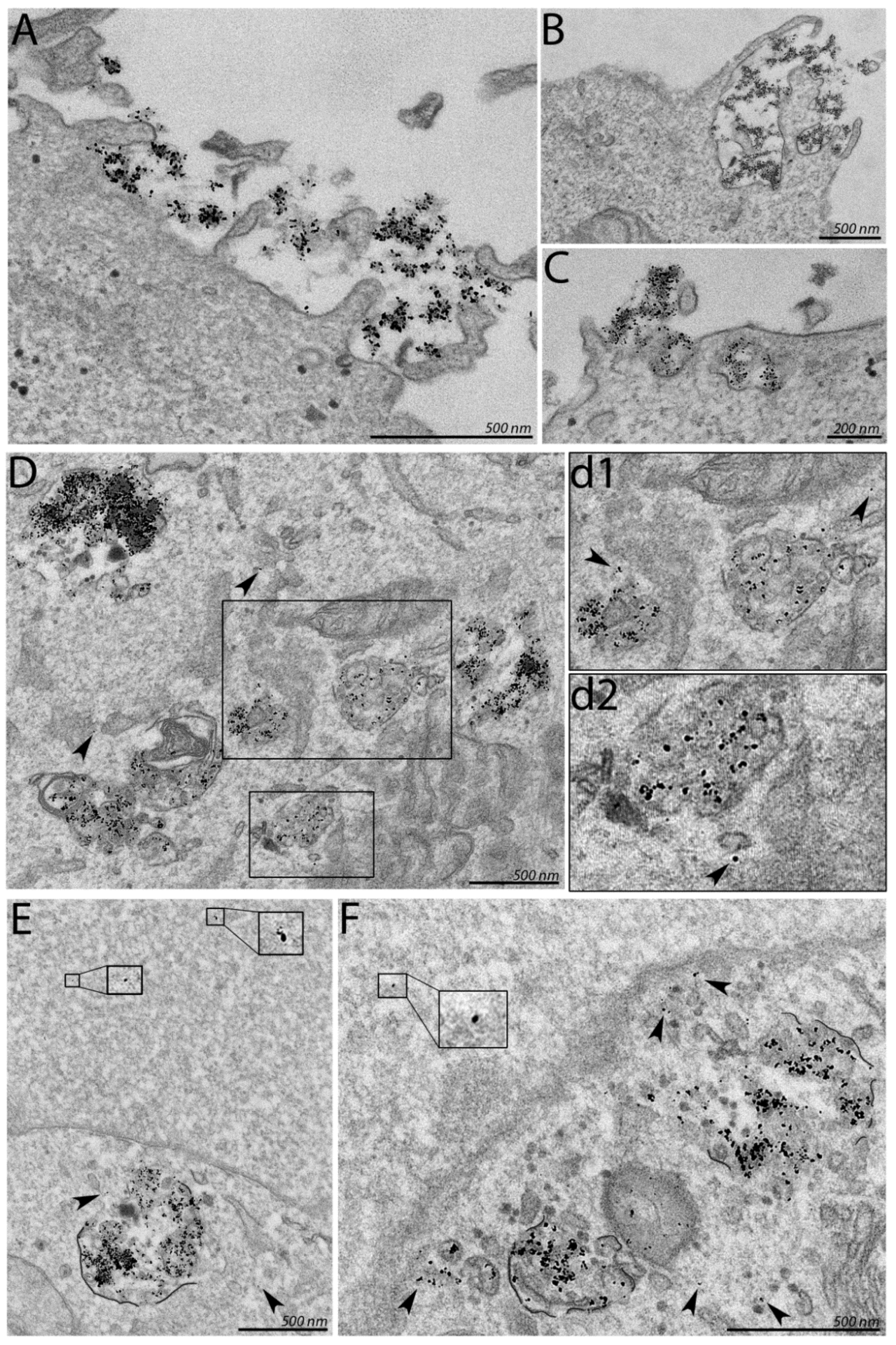 Cells 11 00756 g005 Cells 11 00756 g005