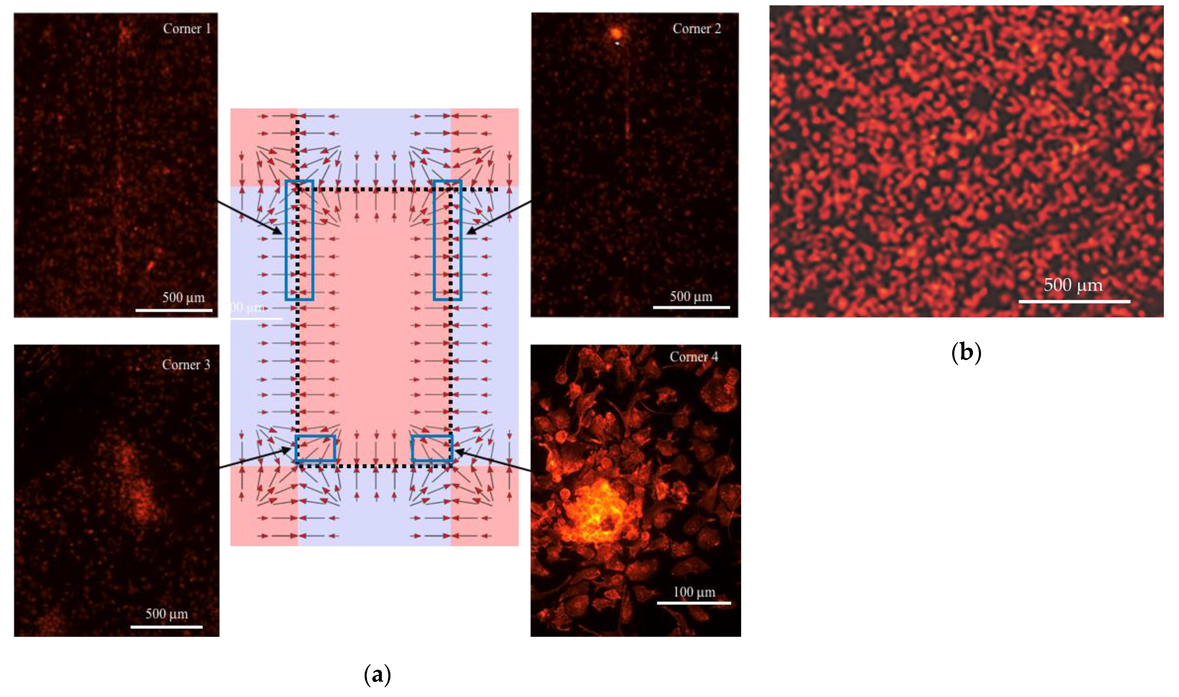 Cells 11 00757 g005 Cells 11 00757 g005