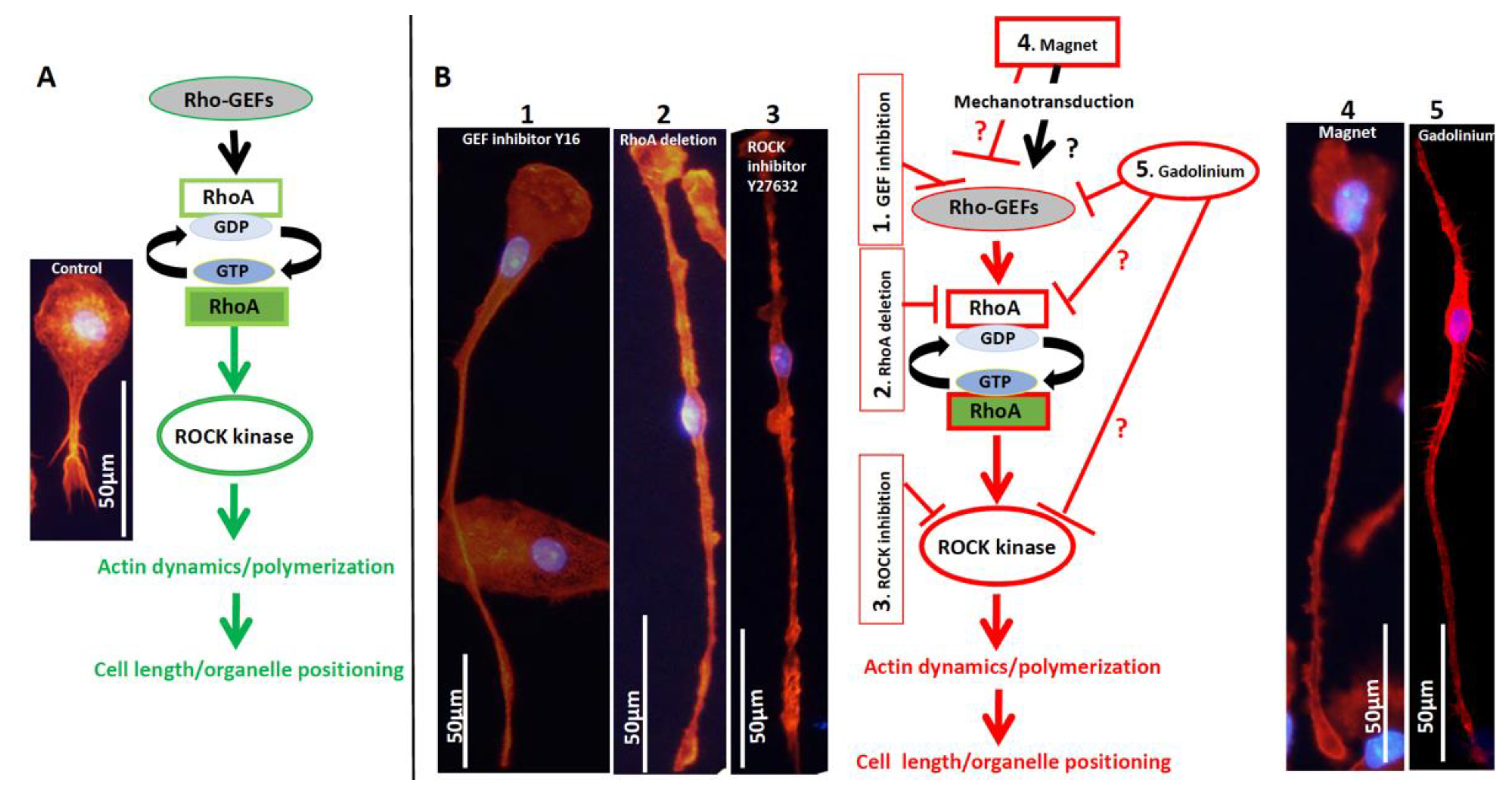 Cells 11 00757 g012 Cells 11 00757 g012