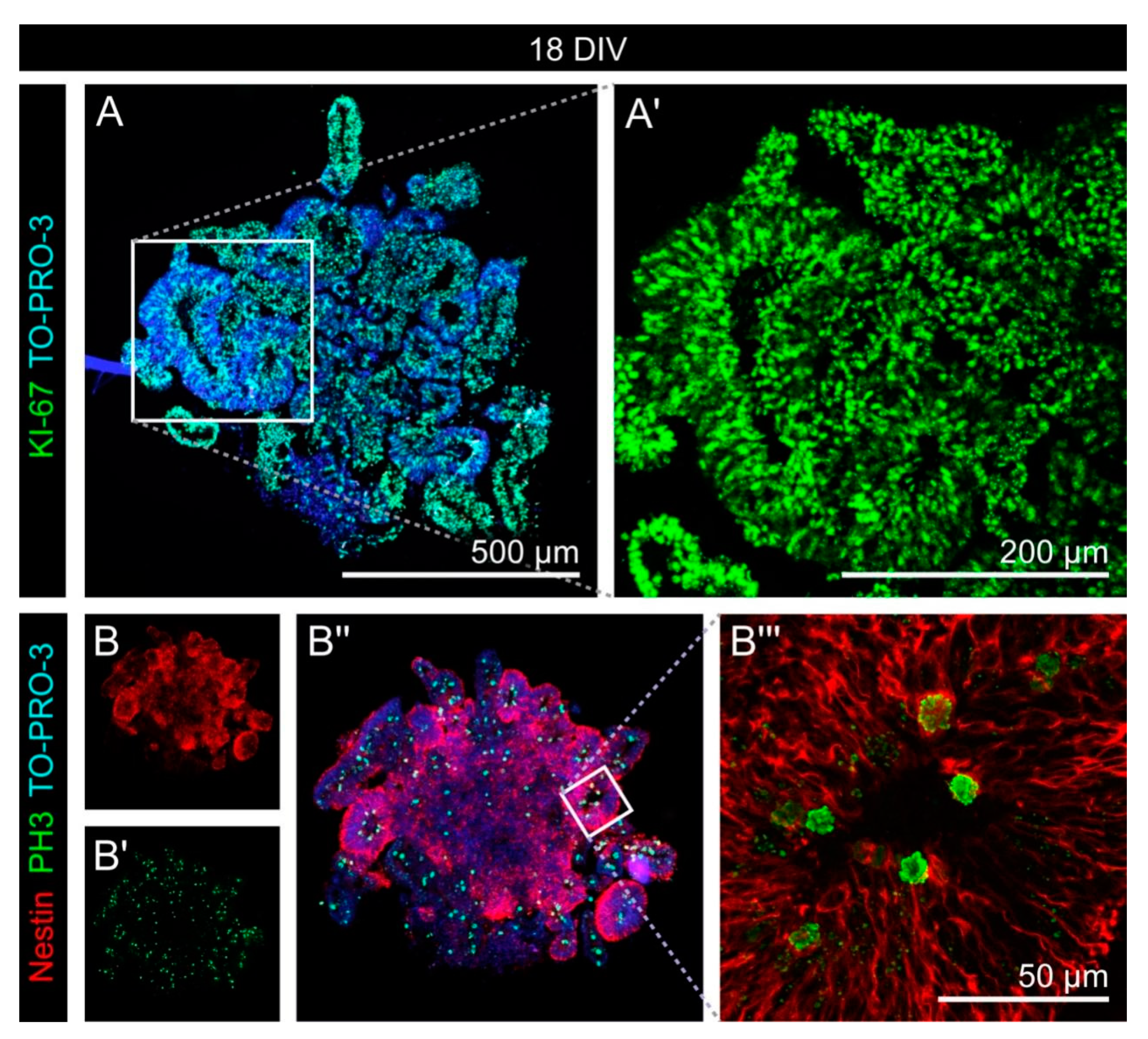 Cells 11 00760 g002 550