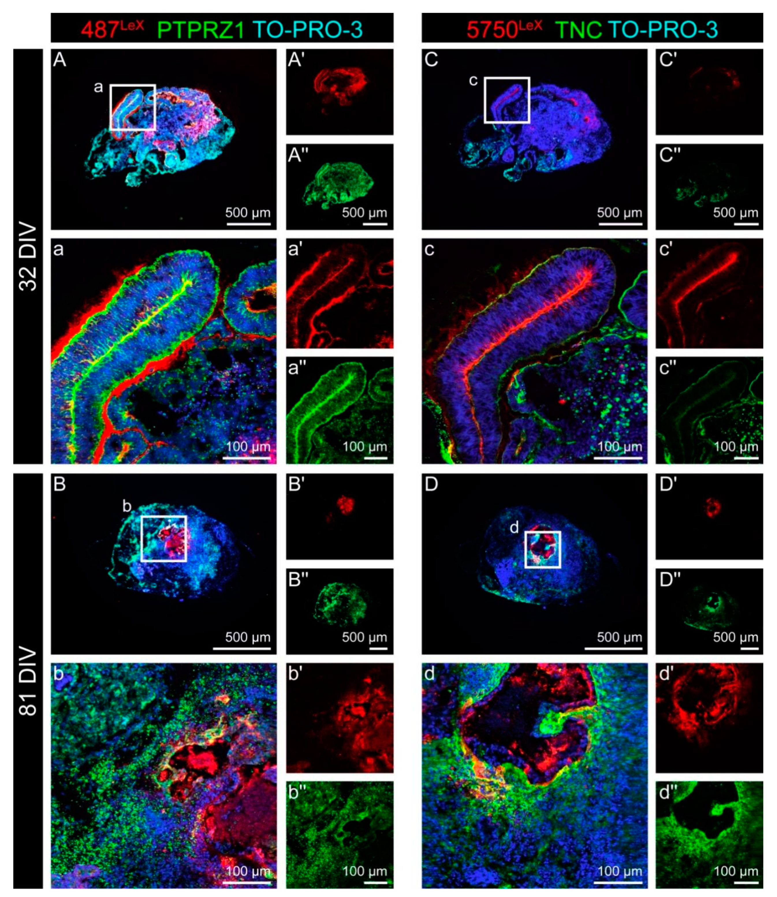 Cells 11 00760 g004 550