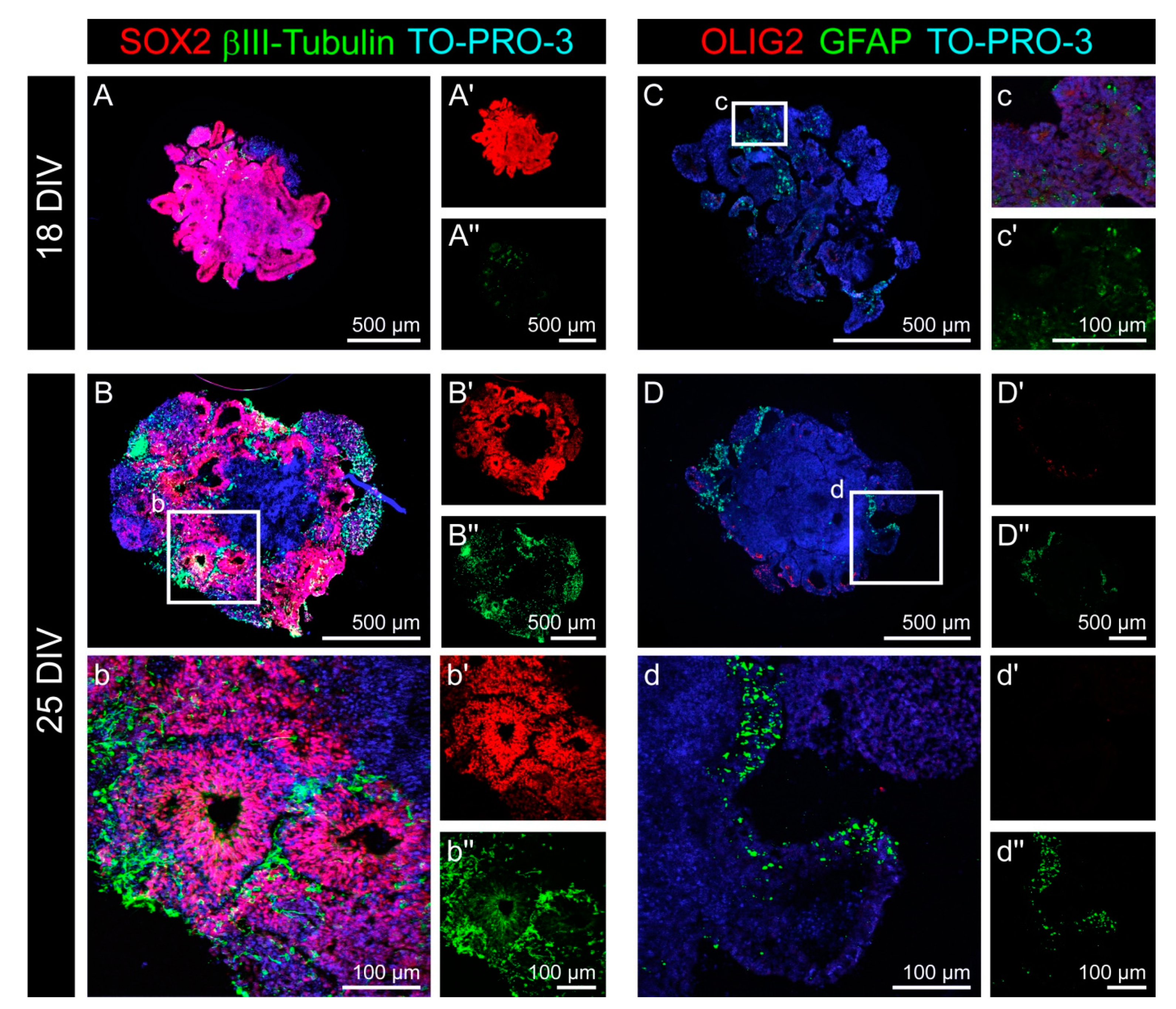 Cells 11 00760 g0a2 550