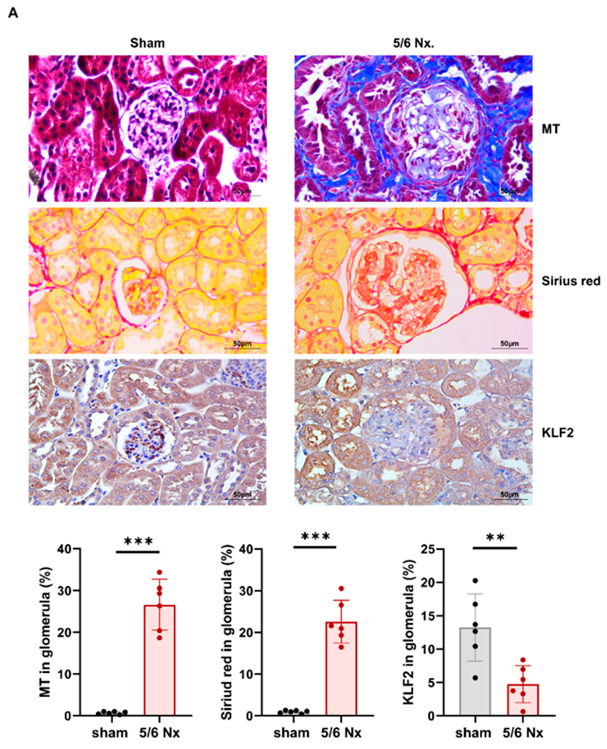 Cells 11 00762 g005a