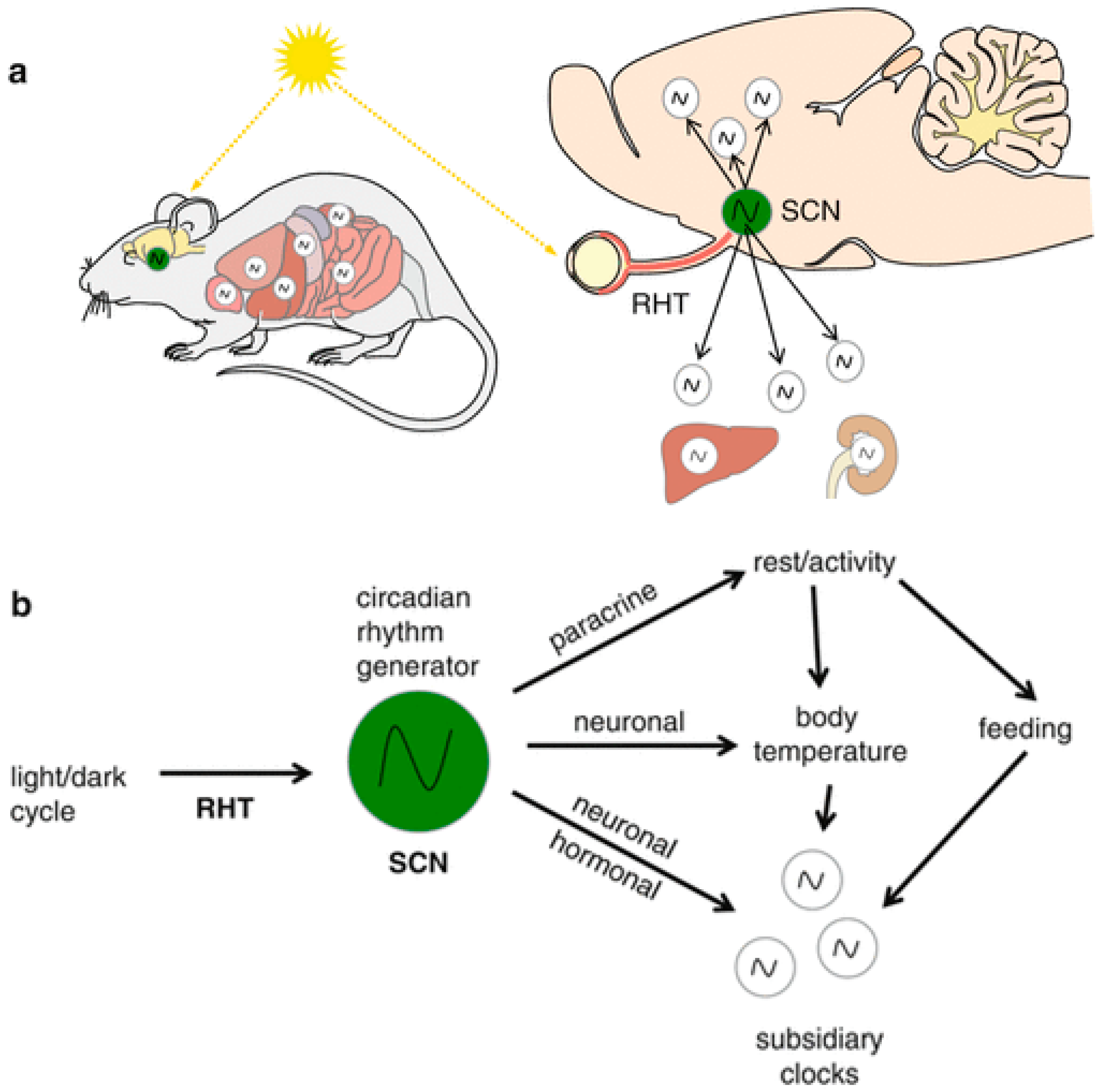 Frontiers  Cellular and Molecular Mechanisms of REM Sleep Homeostatic  Drive: A Plausible Component for Behavioral Plasticity