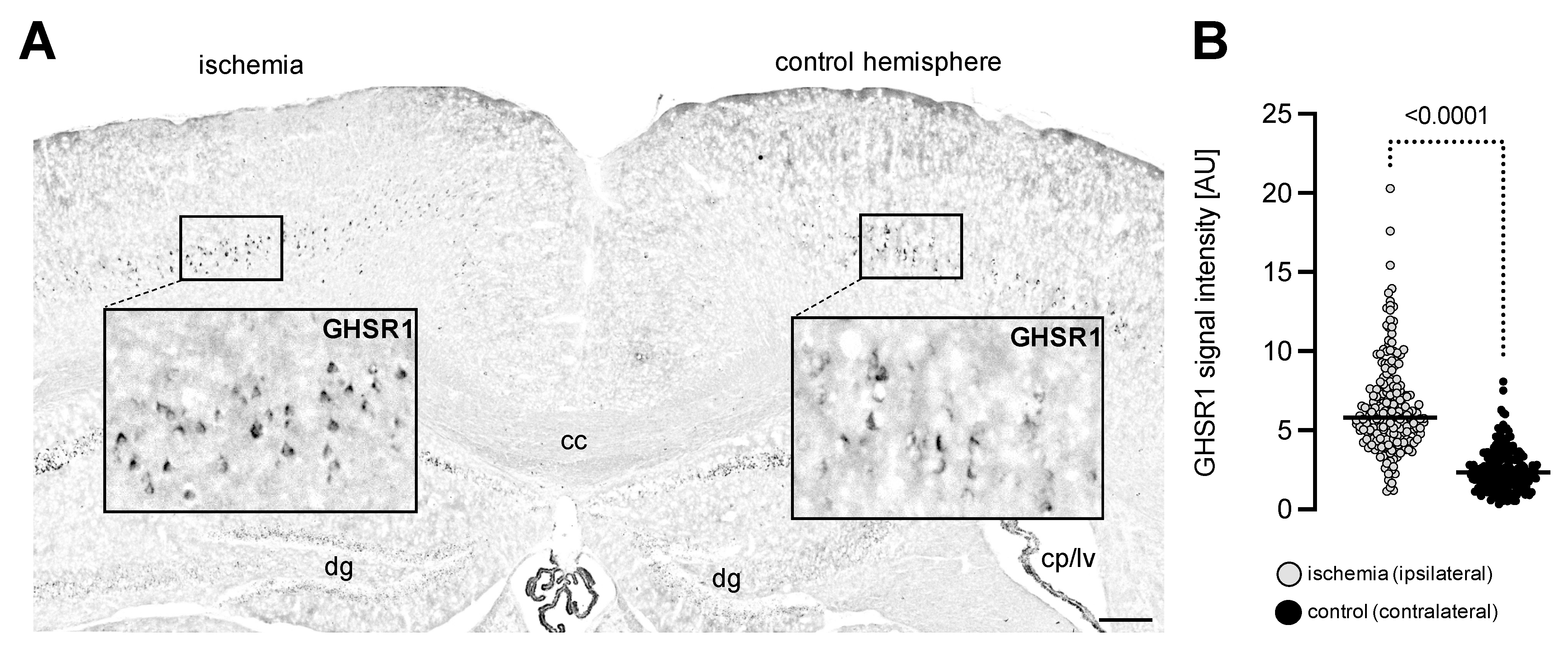 Cells 11 00782 g001 550