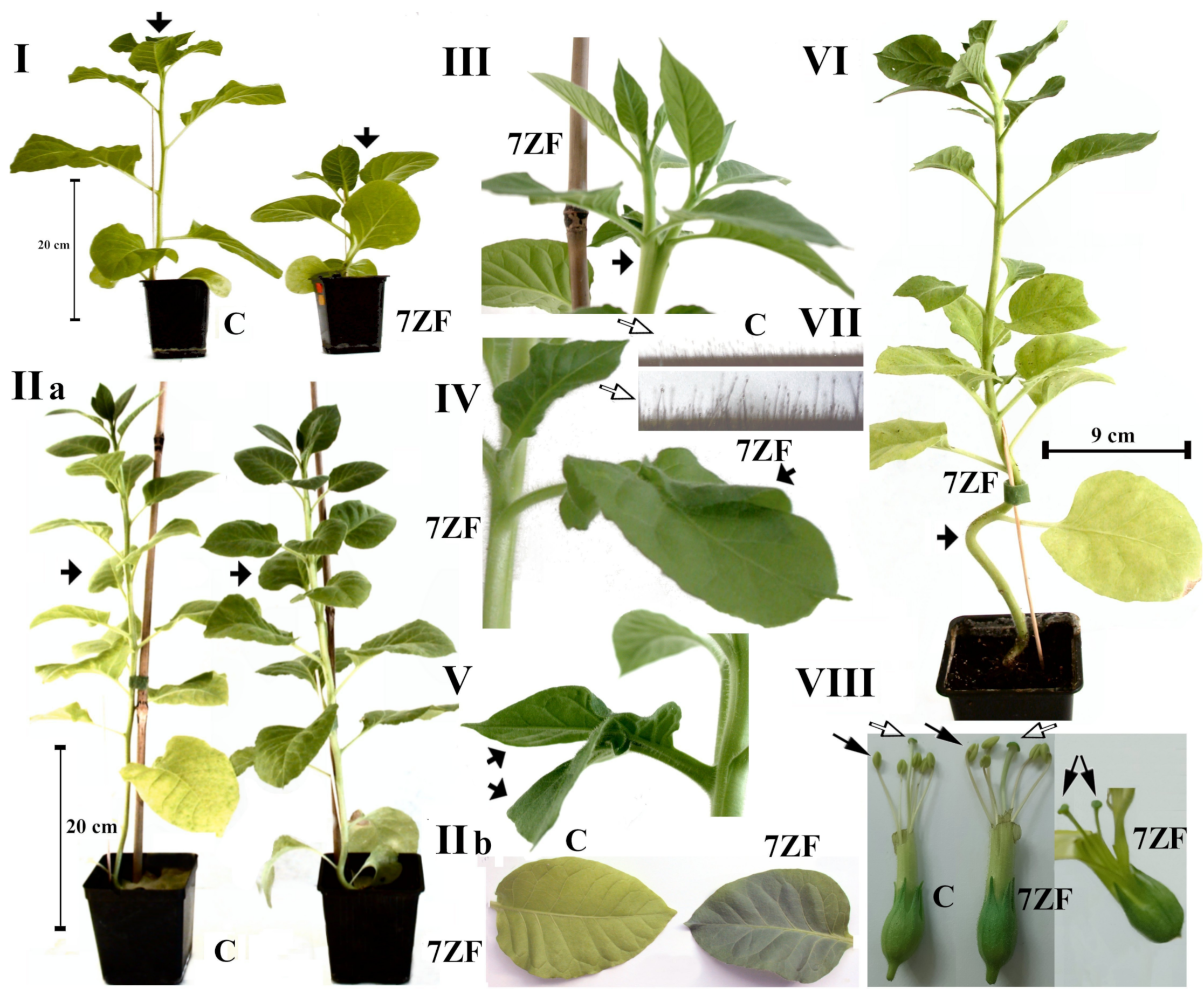 Cells 11 00784 g001 550