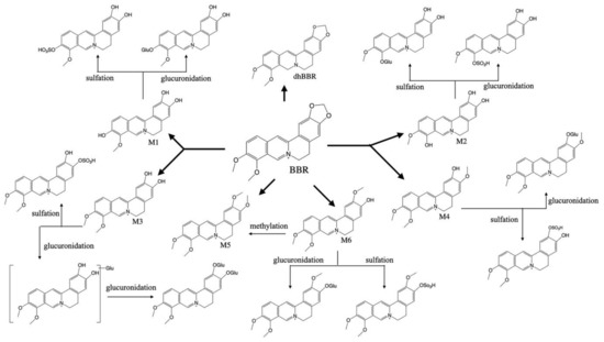 その他 KH Therapeutic Efficacies of Berberine against Neurological
