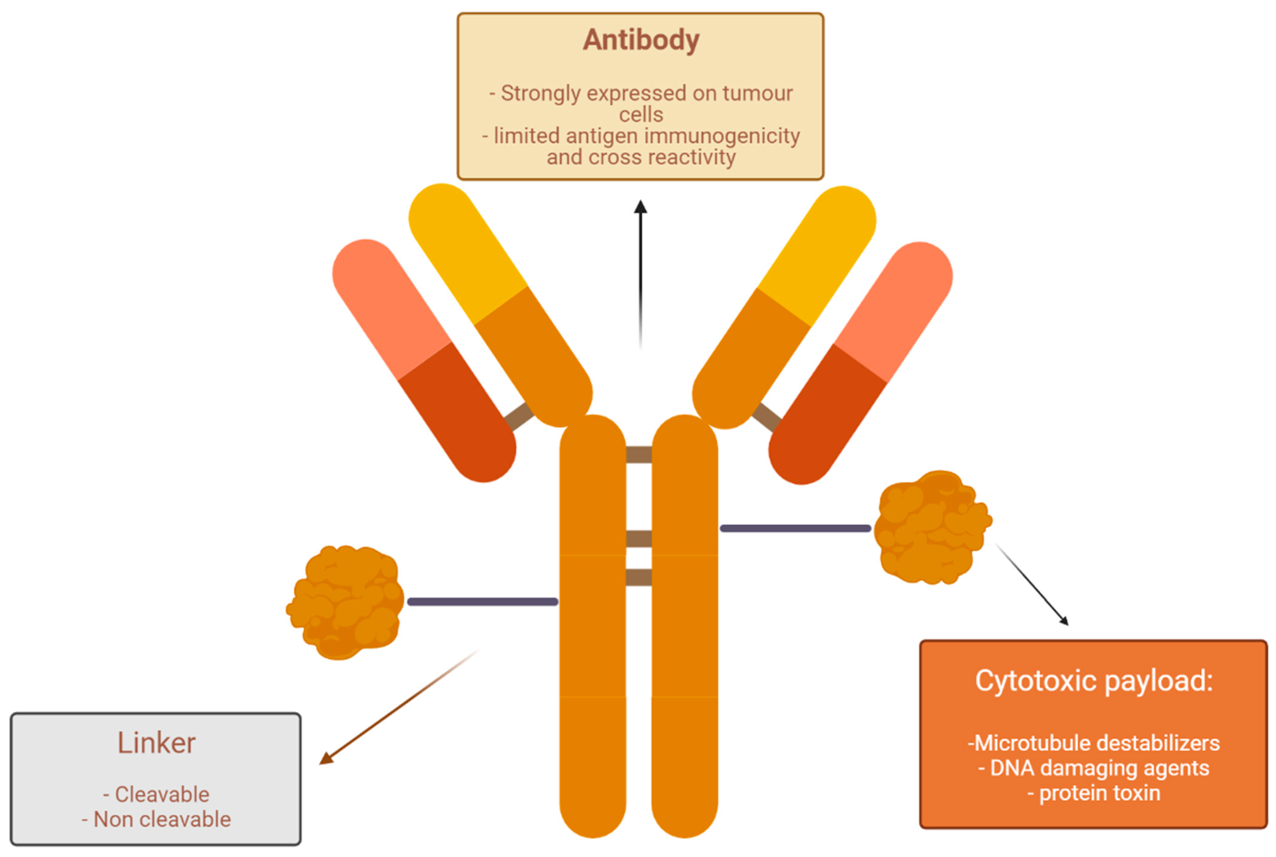 Cells 11 00803 g001 550