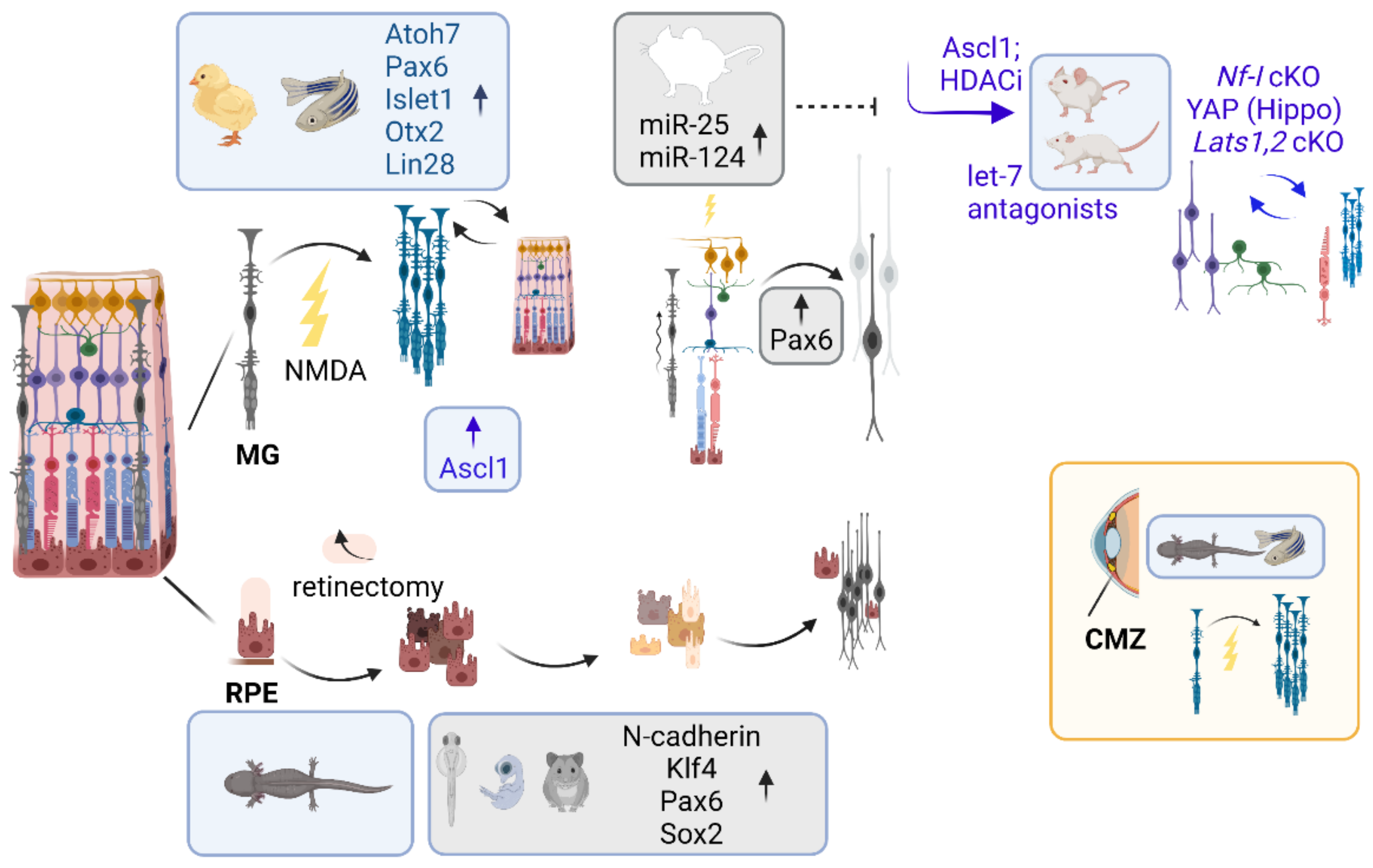 Cells 11 00806 g007 Cells 11 00806 g007