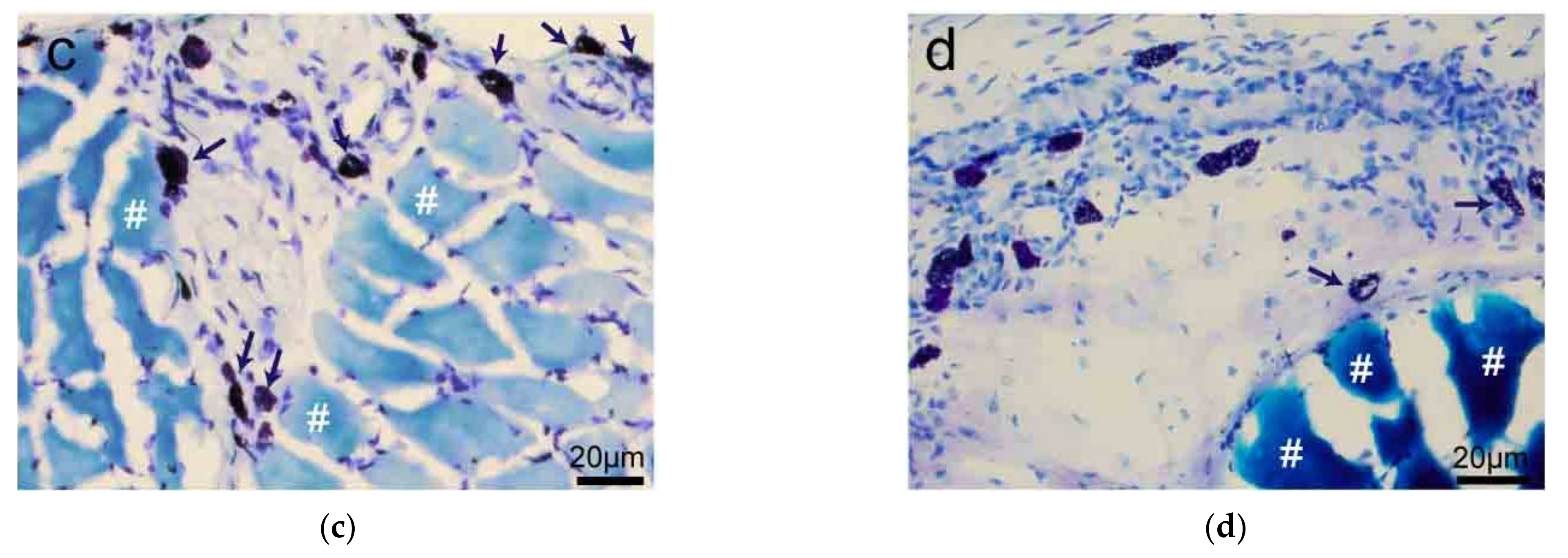Cells 11 00809 g003b