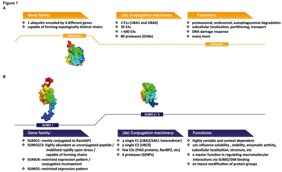 Sumoylation in Physiology, Pathology and Therapy