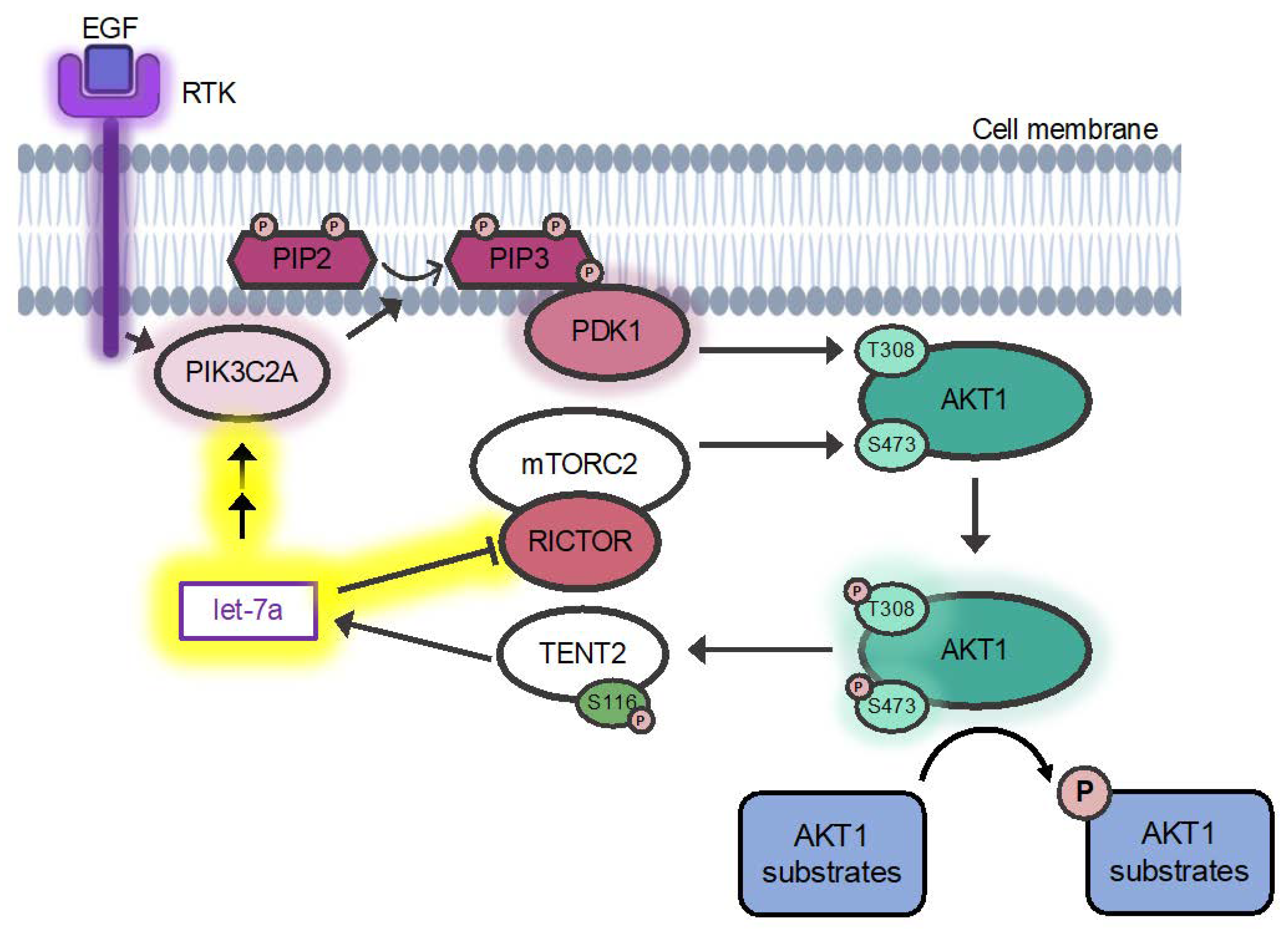 Cells 11 00821 g001 550