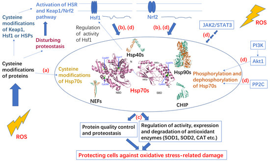 Hsp70 in Redox Homeostasis