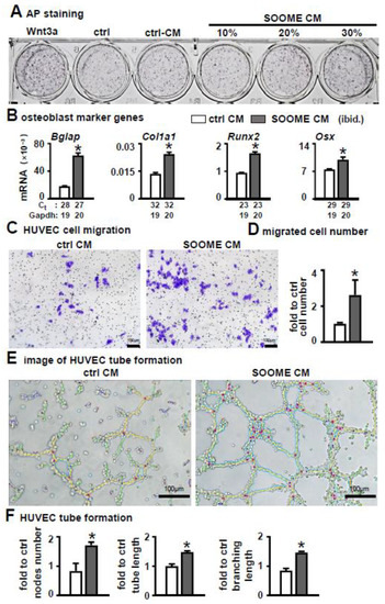 The Osteocyte Stimulated by Wnt Agonist SKL2001 Is a Safe