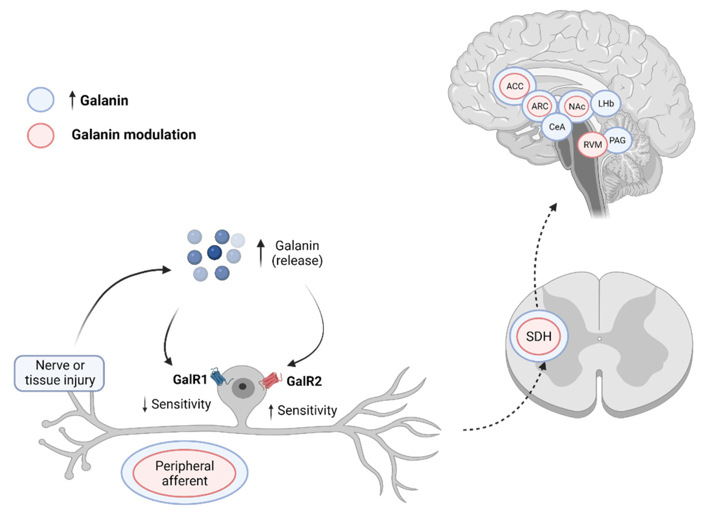 Cells 11 00839 g002 Cells 11 00839 g002