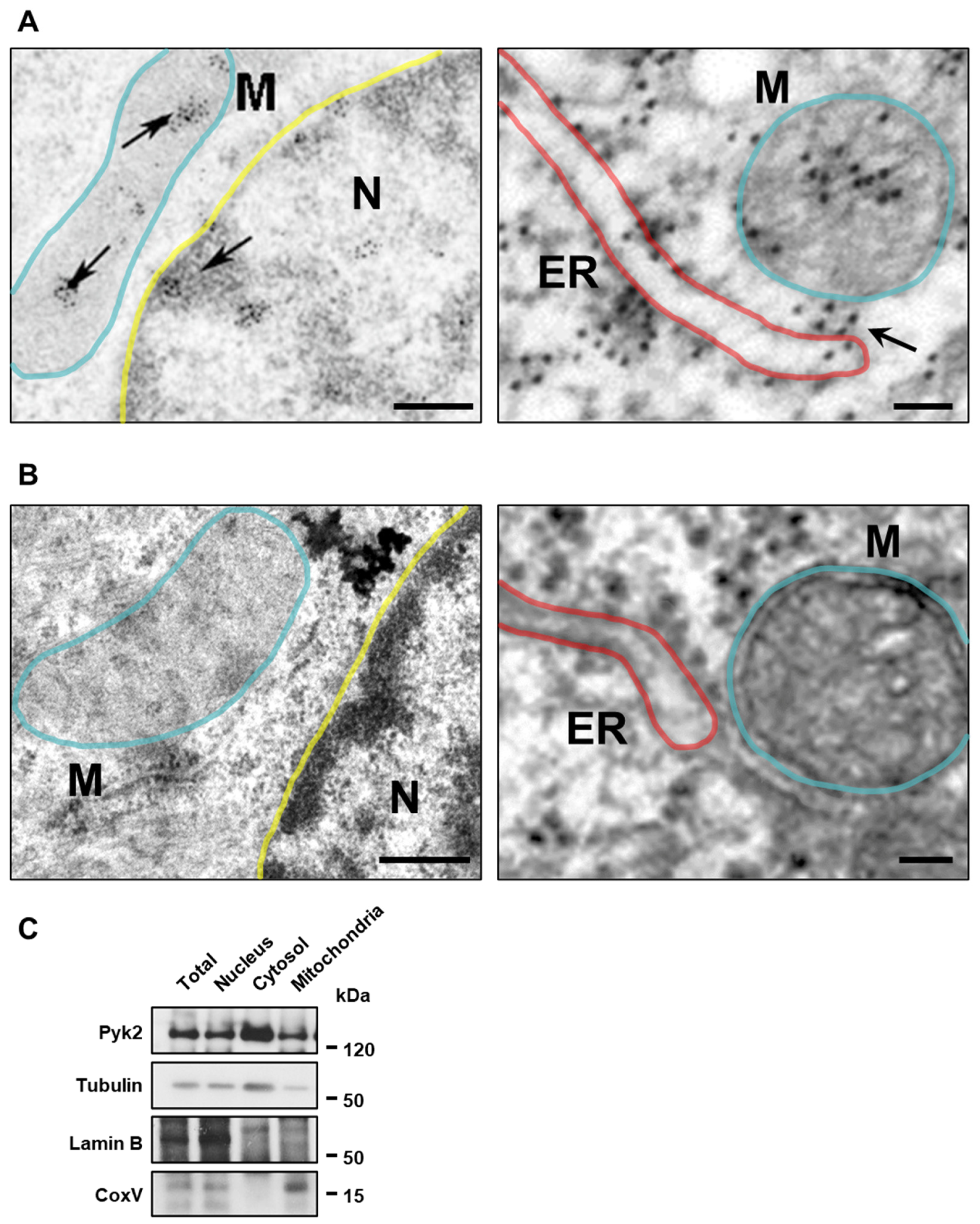 Cells 11 00842 g002 Cells 11 00842 g002