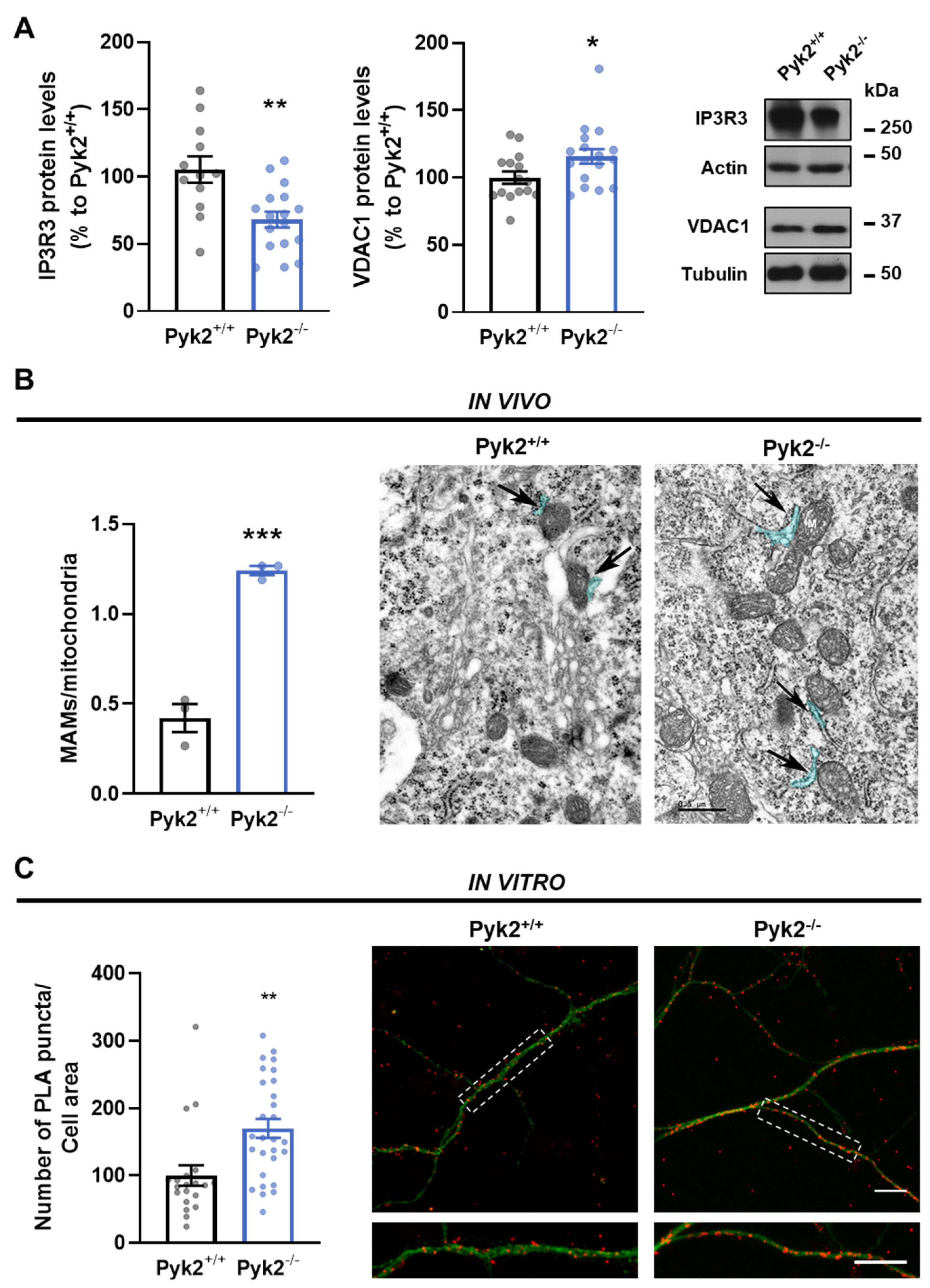 Cells 11 00842 g003 Cells 11 00842 g003