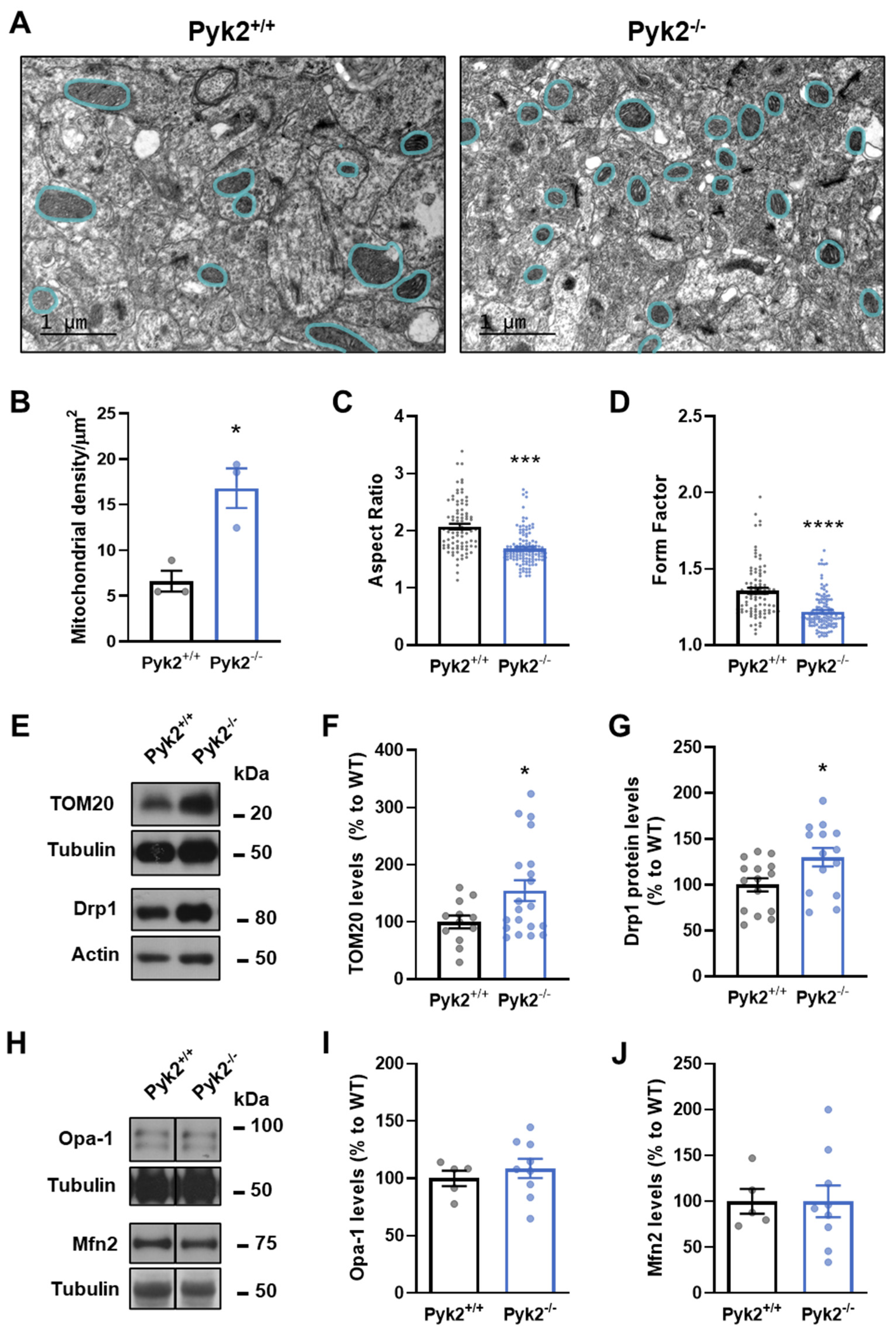 Cells 11 00842 g005 Cells 11 00842 g005