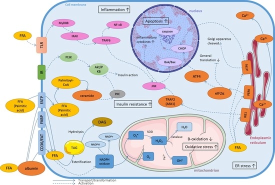 Cells | Free Full-Text | Molecular Mechanism of Lipotoxicity as an 