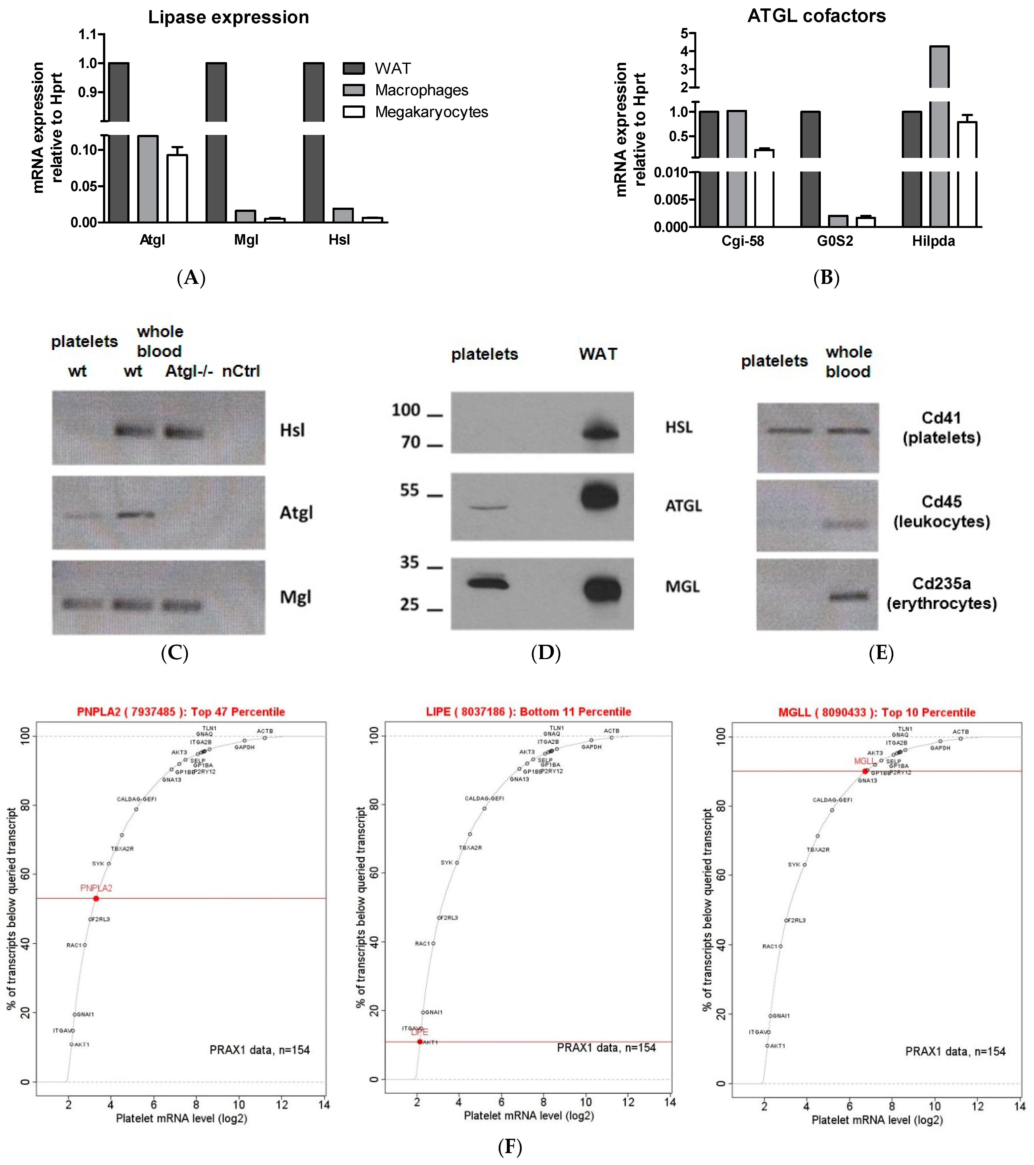 Cells 11 00850 g001 550